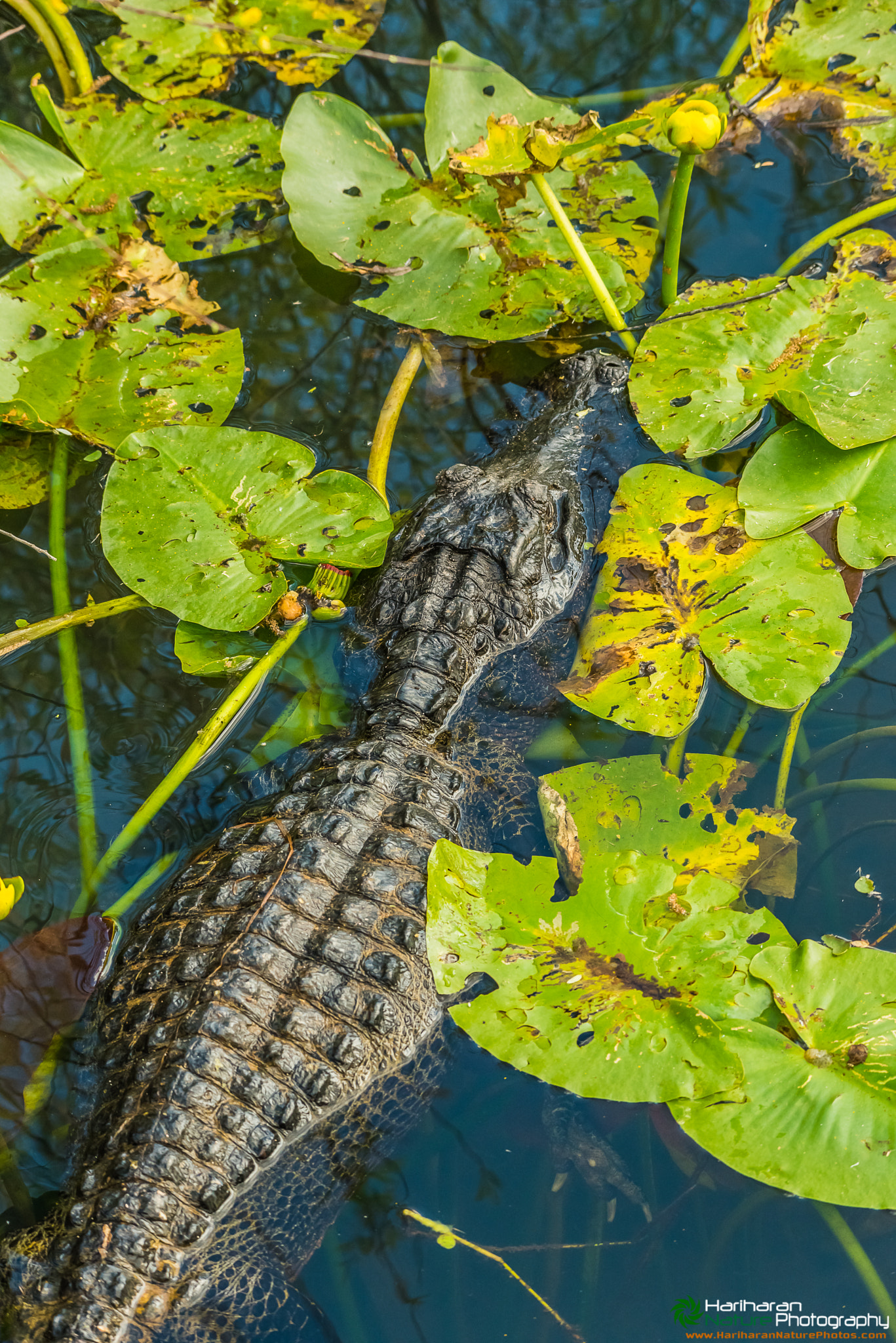 American Alligator from Everglades National Park