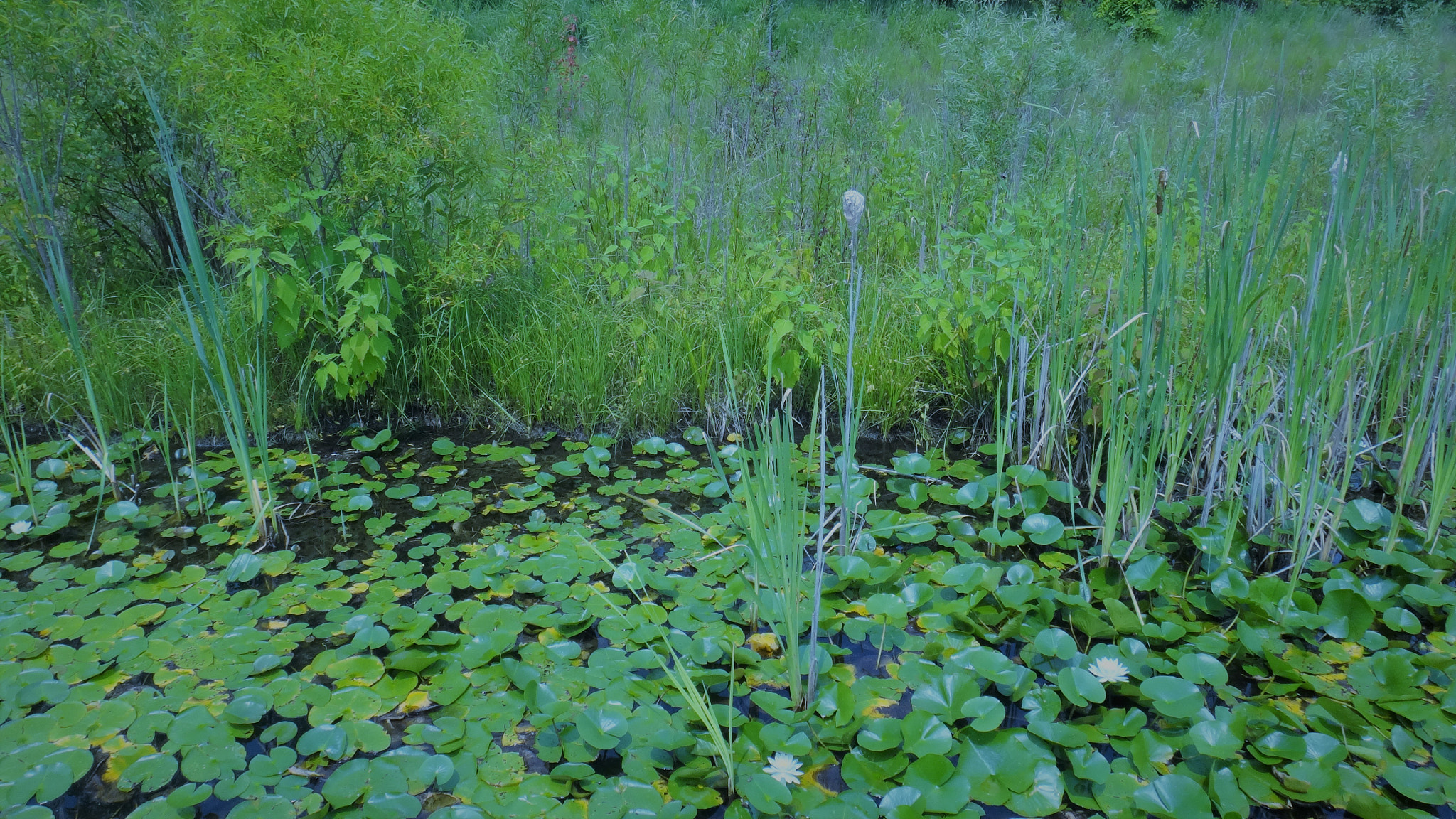 Sony DSC-TX20 sample photo. Waterlilies photography