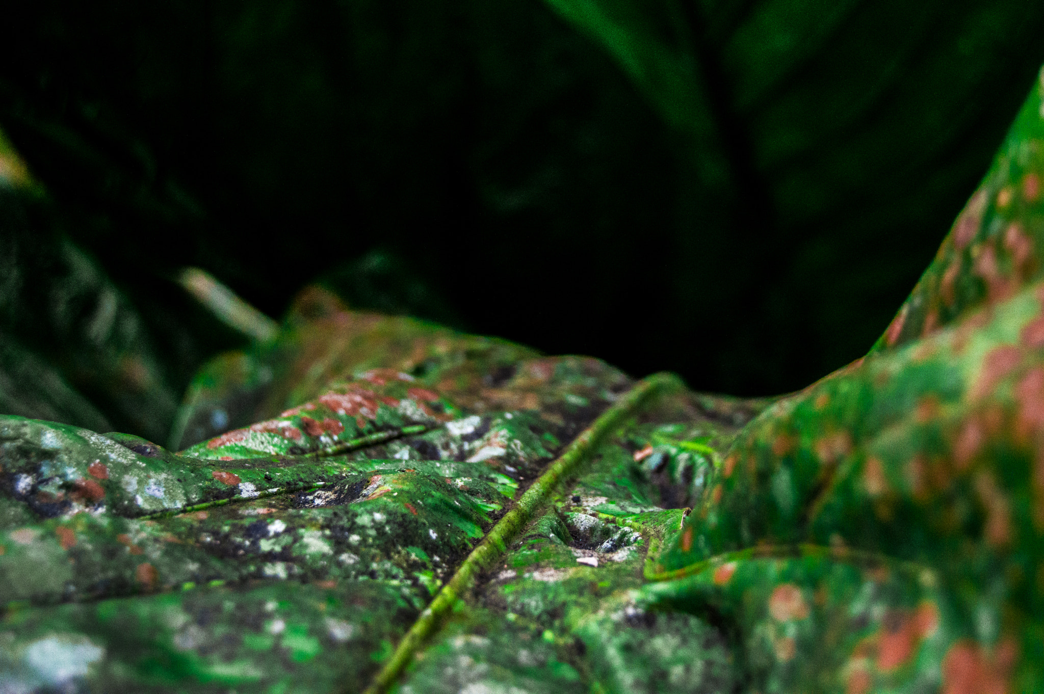 Nikon D3200 sample photo. Natural always is good photography