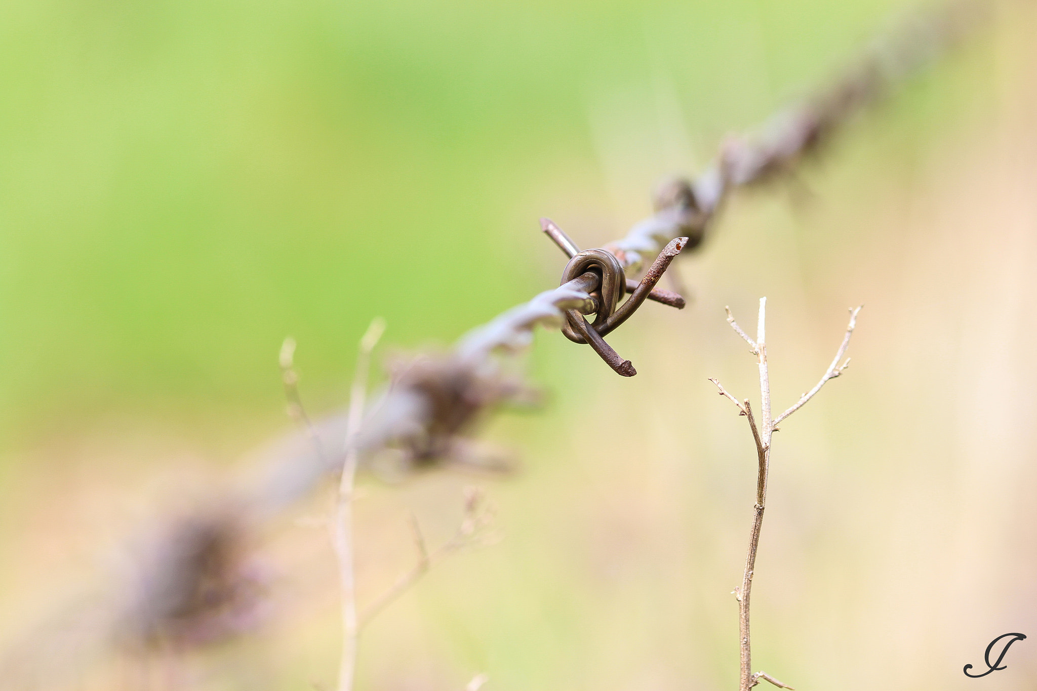 Sigma 105mm F2.8 EX DG OS HSM sample photo. Knotted photography