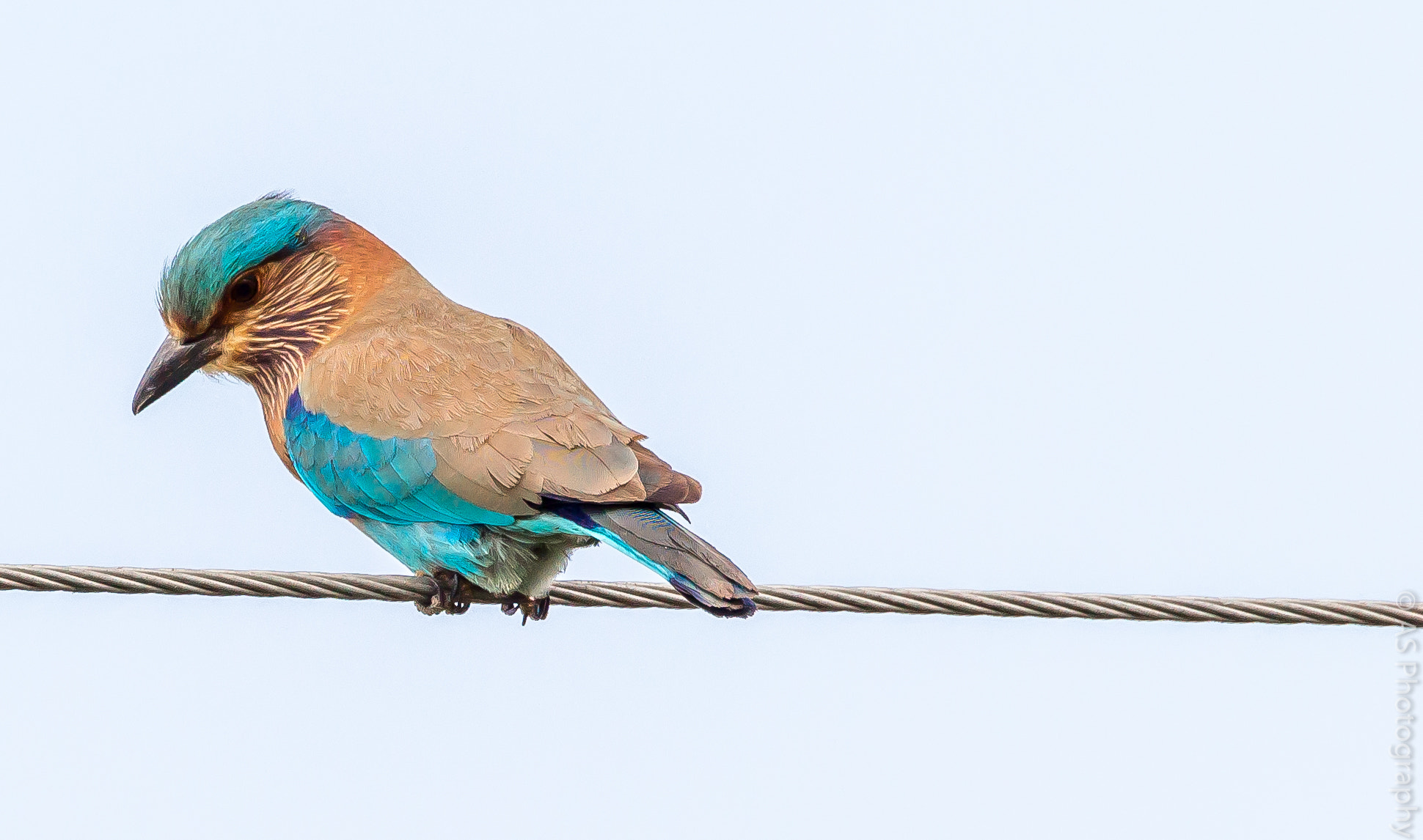 Canon EOS 700D (EOS Rebel T5i / EOS Kiss X7i) sample photo. Indian roller photography