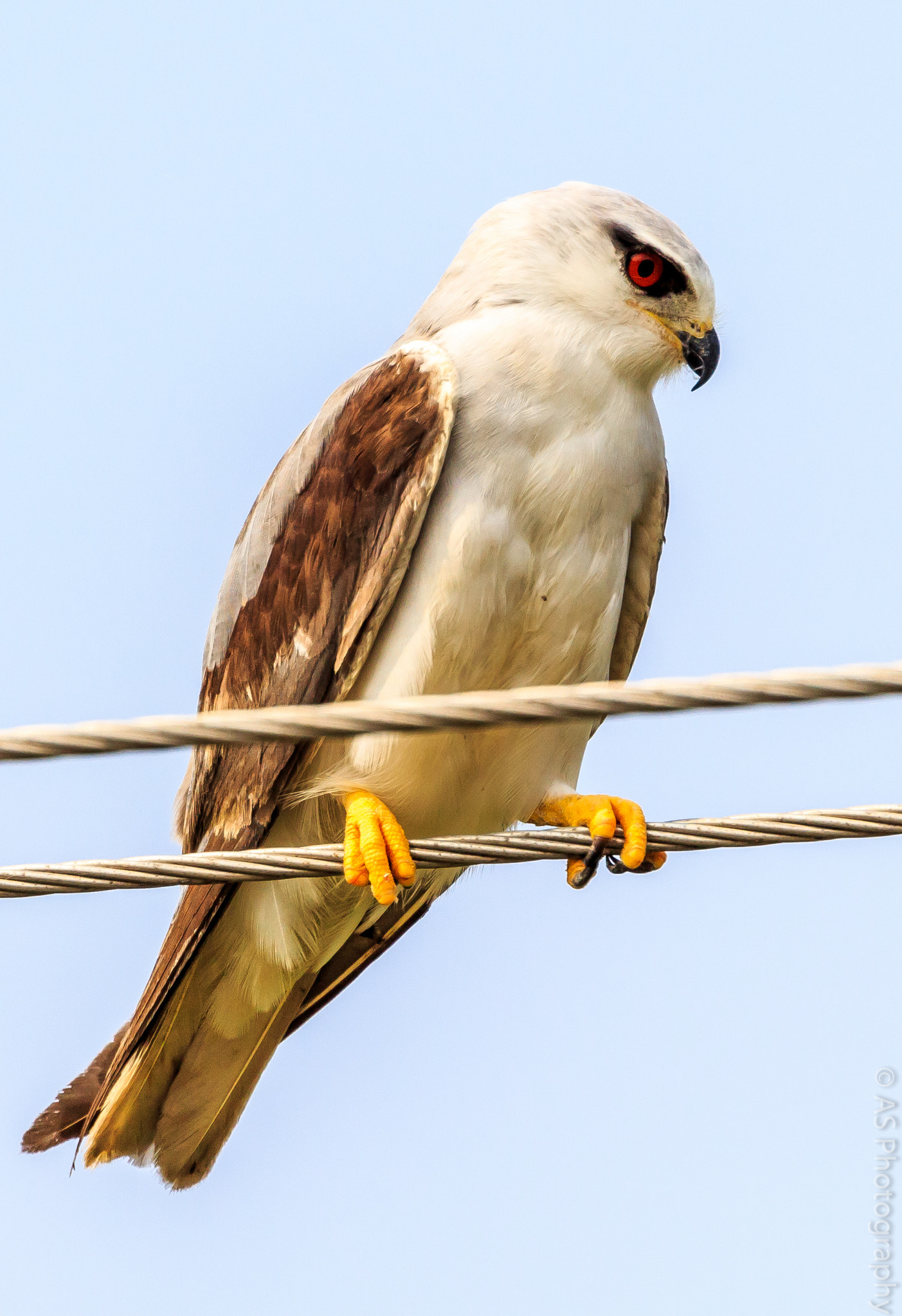 Canon EOS 700D (EOS Rebel T5i / EOS Kiss X7i) + Canon EF 100-400mm F4.5-5.6L IS II USM sample photo. Black shouldered kite photography