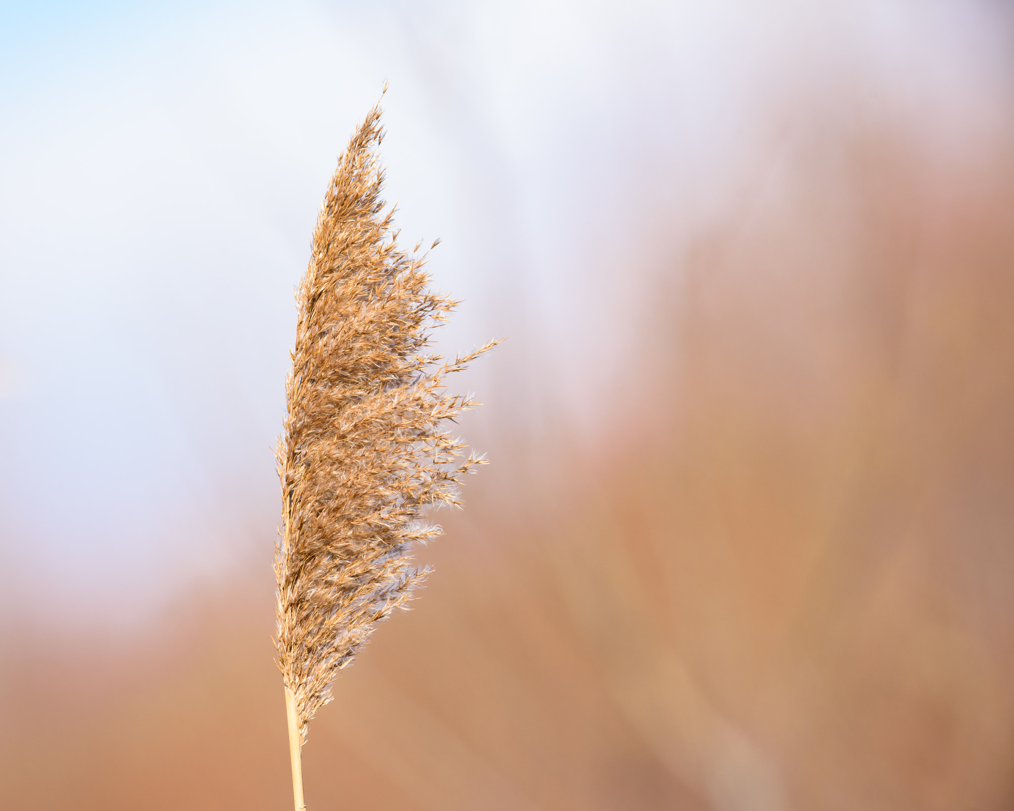 Nikon AF-S Nikkor 500mm F4E FL ED VR sample photo. Something photography