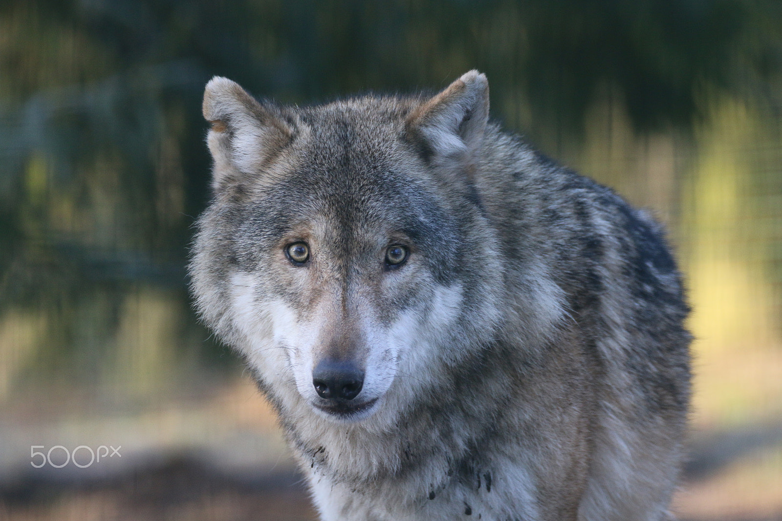 Sigma 150-600mm F5-6.3 DG OS HSM | C sample photo. Eye contact photography
