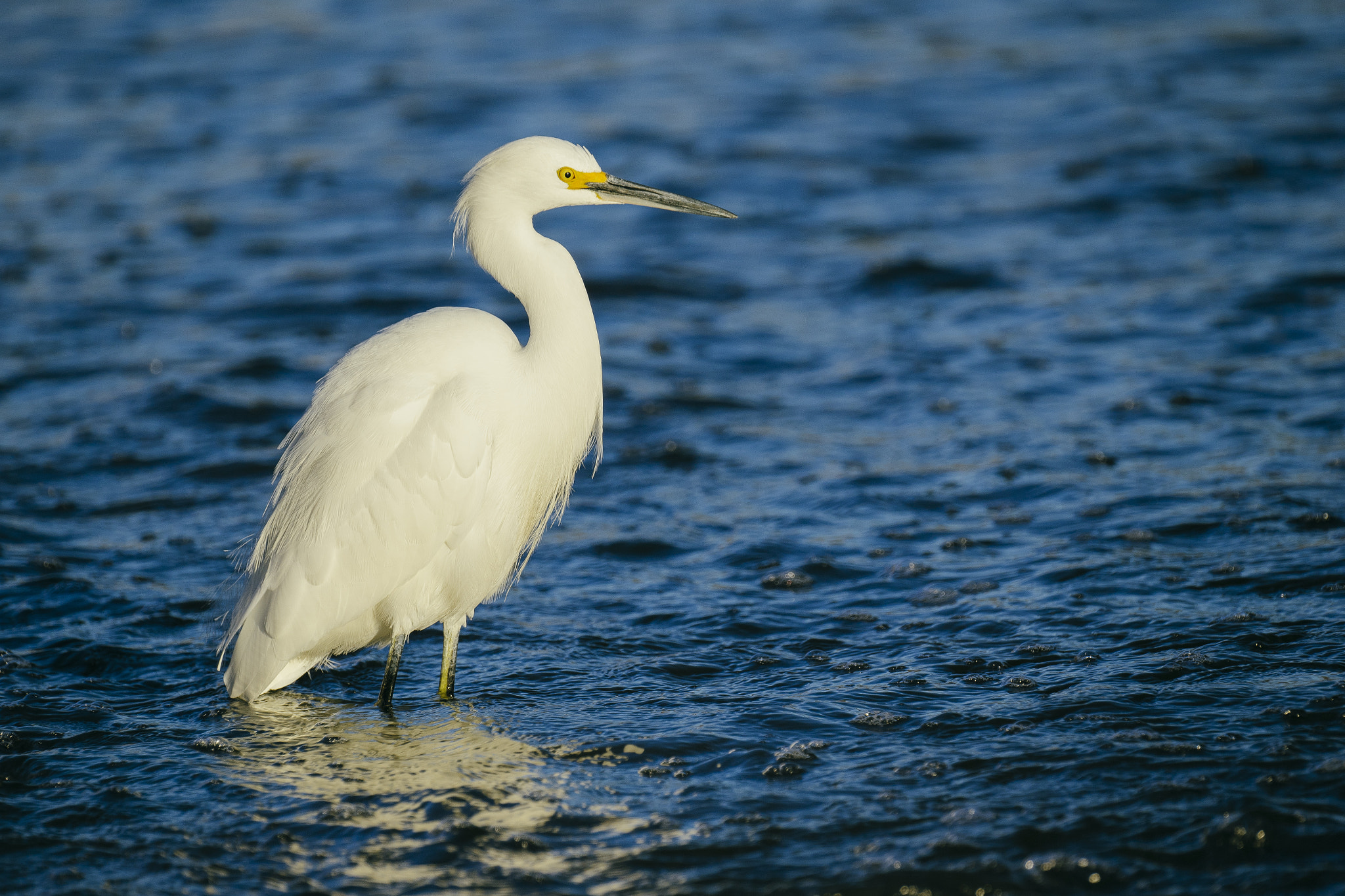 150-600mm F5-6.3 DG OS HSM | Sports 014 sample photo. Caw photography