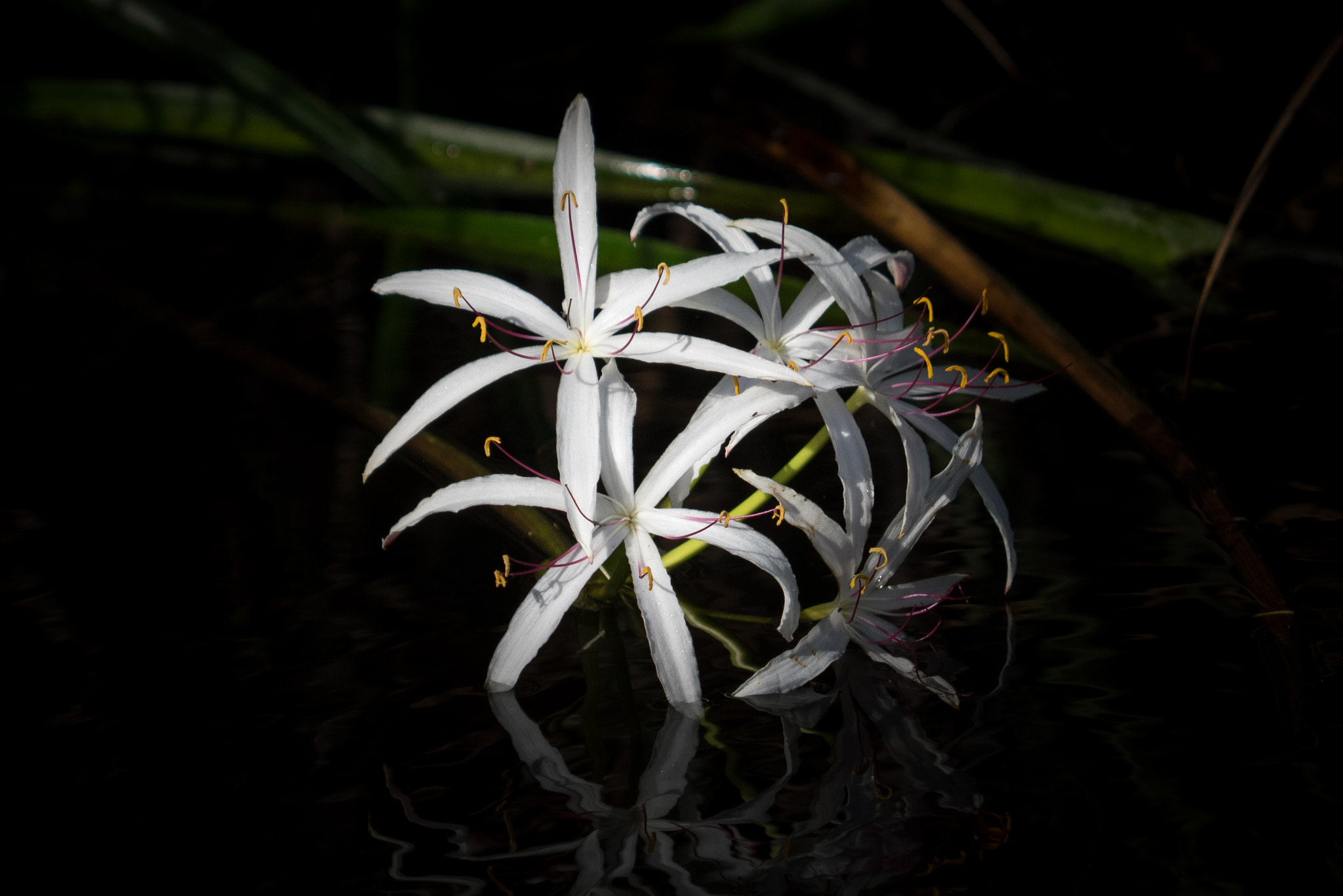 Olympus OM-D E-M1 sample photo. Swamp lily (crinum americanum) photography