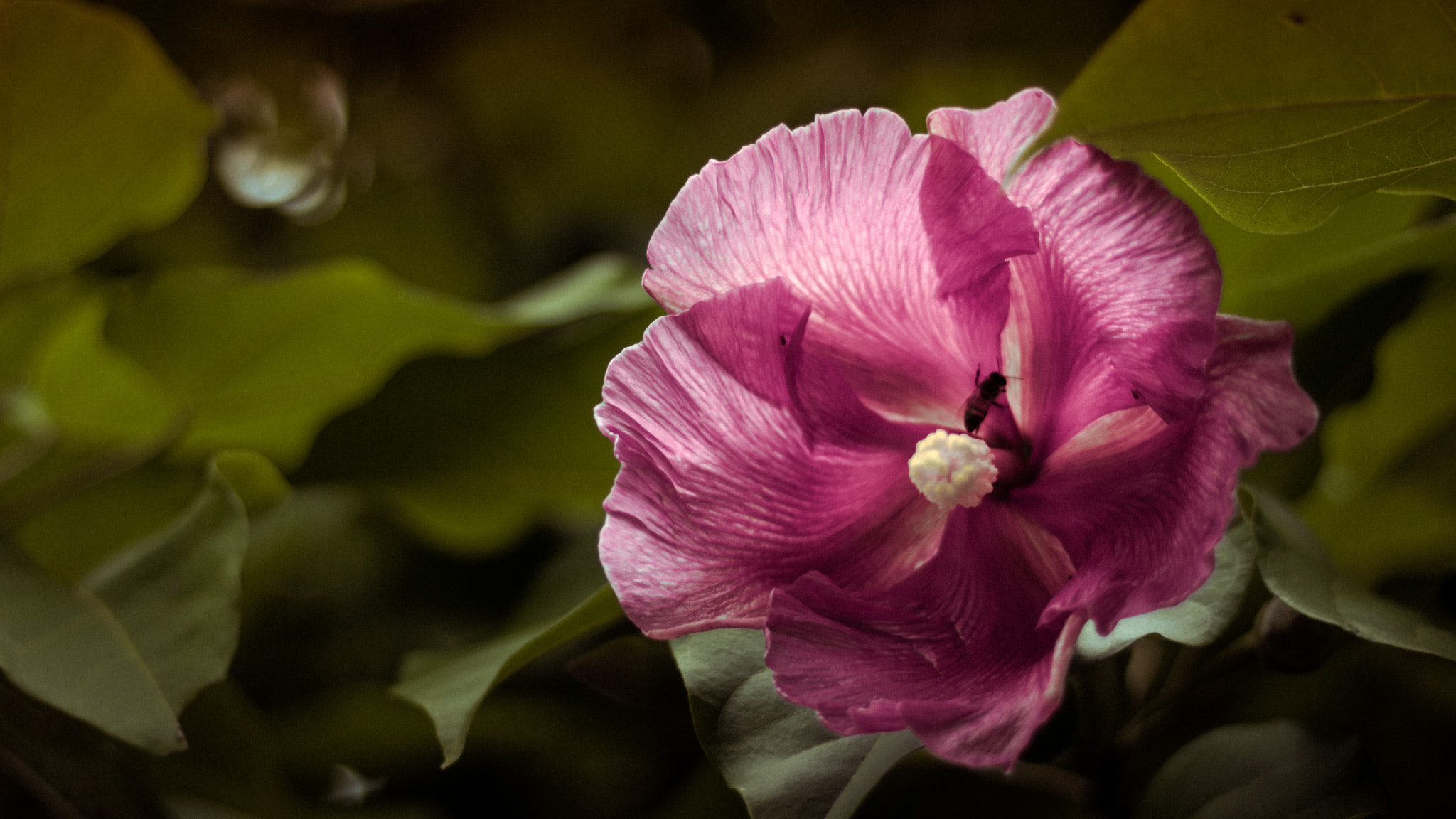 Canon EOS 760D (EOS Rebel T6s / EOS 8000D) sample photo. Bee at work, please don't bother! photography