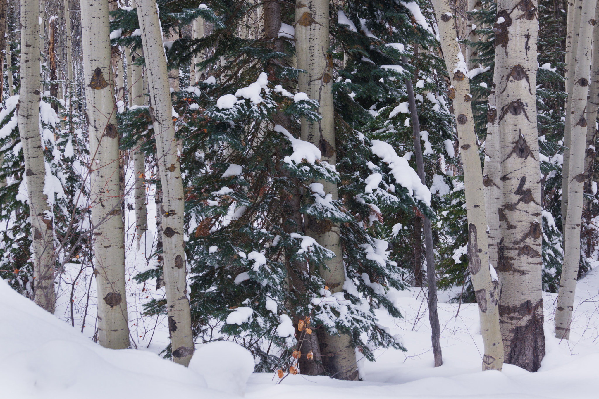 Sony SLT-A65 (SLT-A65V) + Sony DT 18-55mm F3.5-5.6 SAM sample photo. Aspens & pines in snow photography