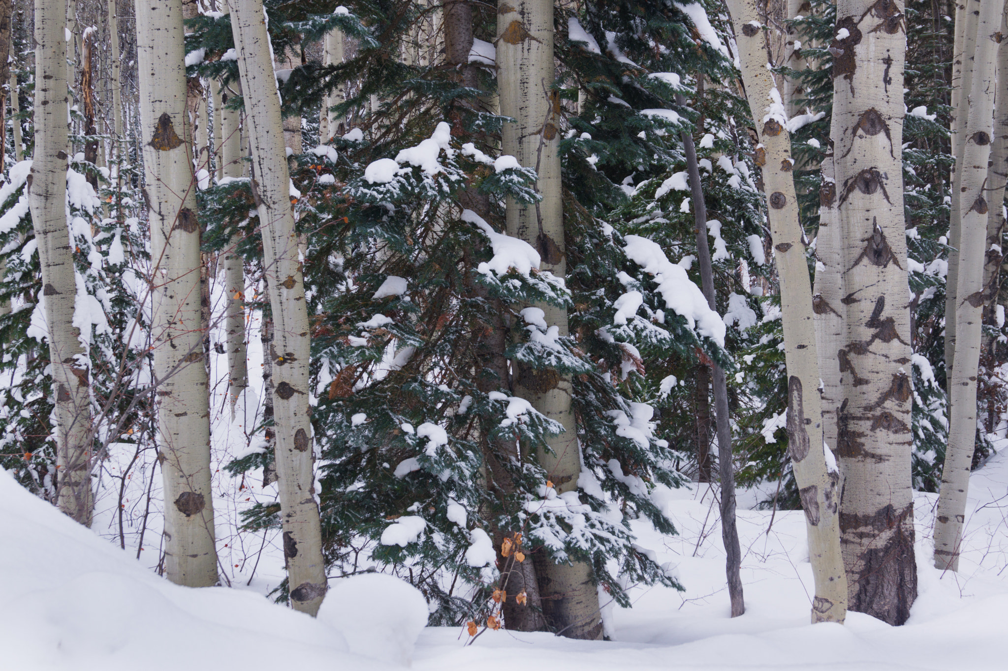 Sony SLT-A65 (SLT-A65V) sample photo. Aspens & pines in snow photography