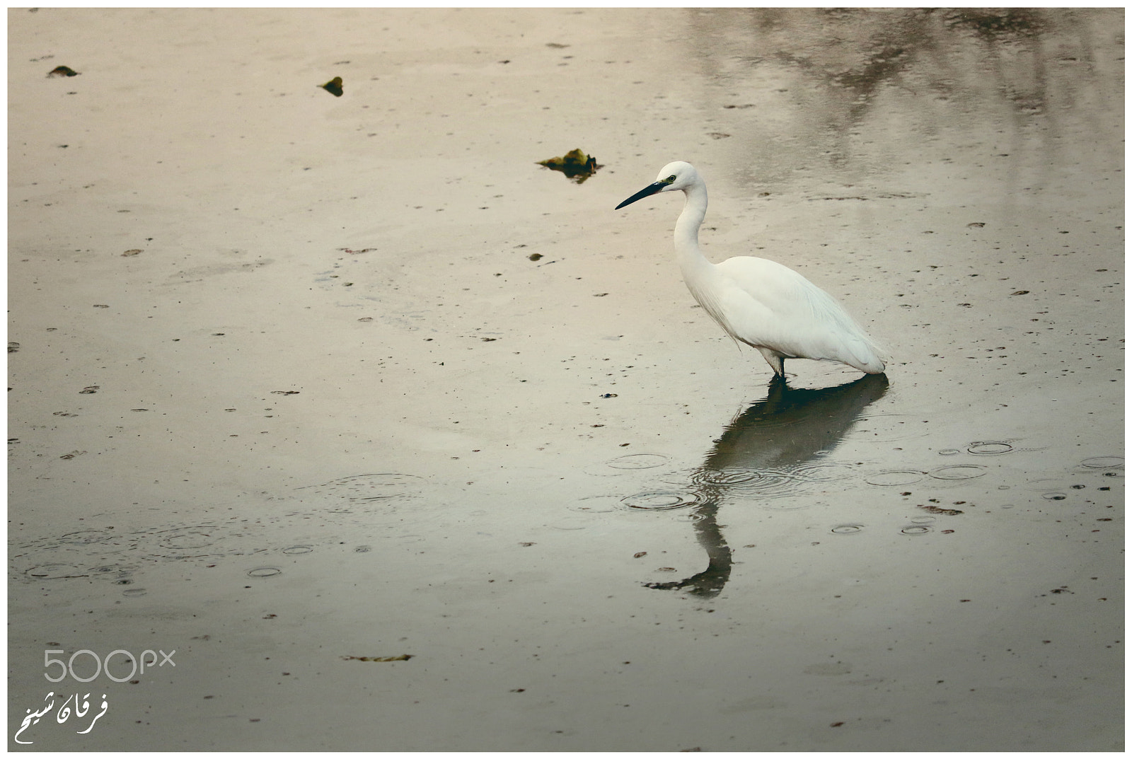 Canon EOS 7D Mark II + Canon EF-S 55-250mm F4-5.6 IS STM sample photo. Little egret photography