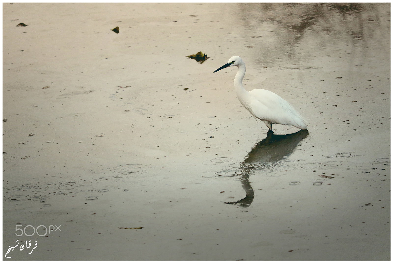 Canon EF-S 55-250mm F4-5.6 IS STM sample photo. Little egret photography