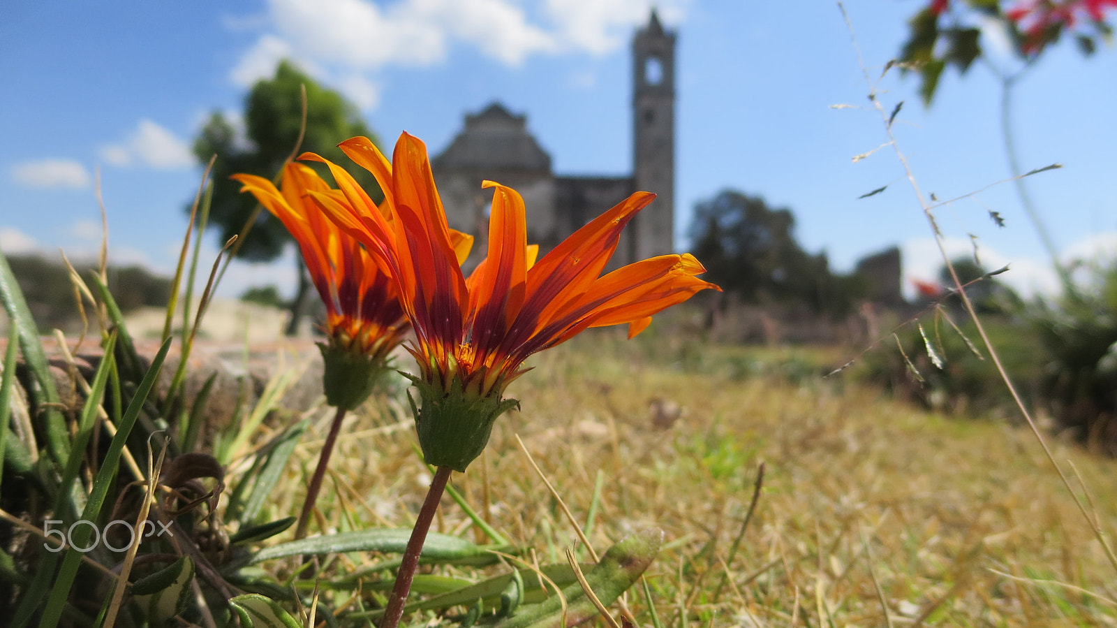 Canon PowerShot N sample photo. Flor del ex-convento 1 / ex monastery flower 1 photography