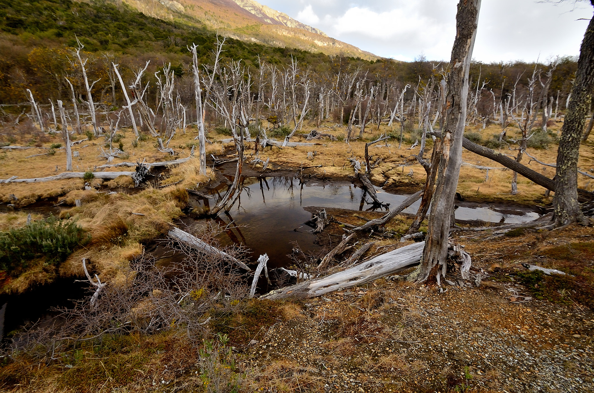 Nikon D7000 sample photo. Ushuaia's national park photography