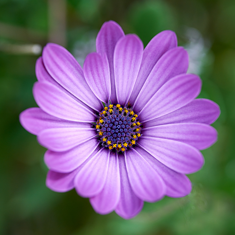100mm F2.8 sample photo. Purple daisy photography
