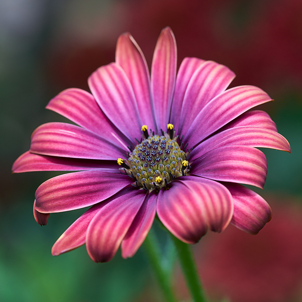 100mm F2.8 sample photo. Red daisy photography