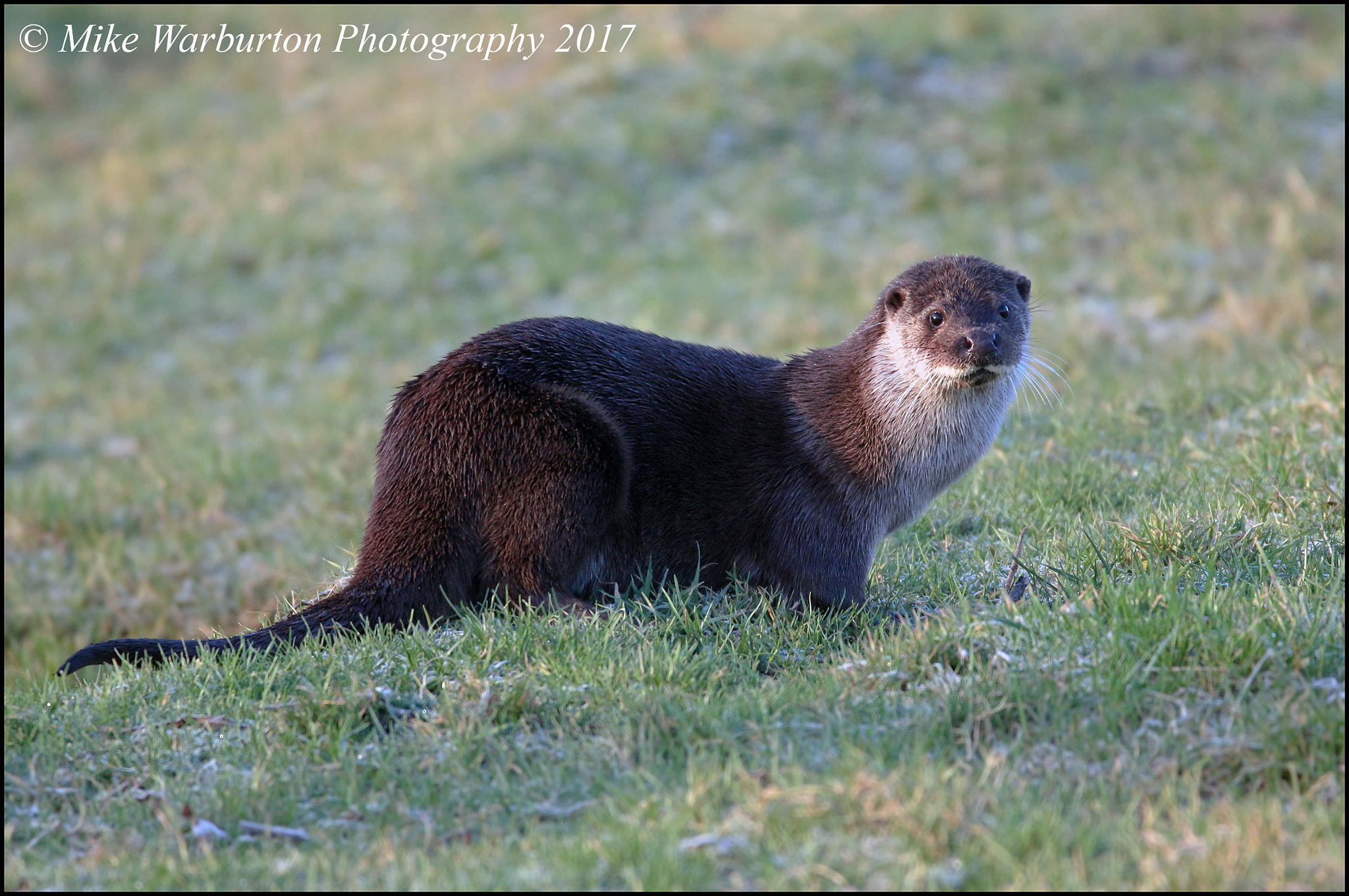 150-600mm F5-6.3 DG OS HSM | Contemporary 015 sample photo. Otter photography