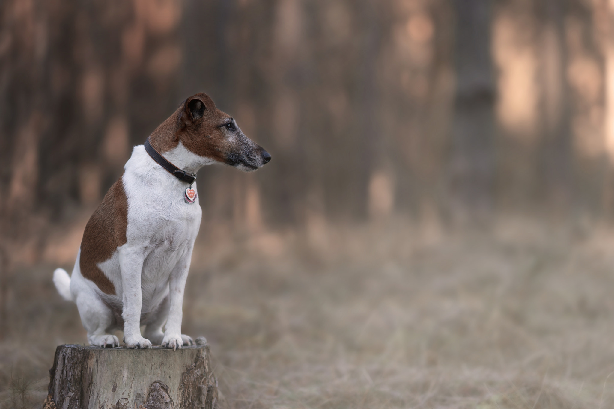 Sony a7 II + FE 85mm F1.4 sample photo