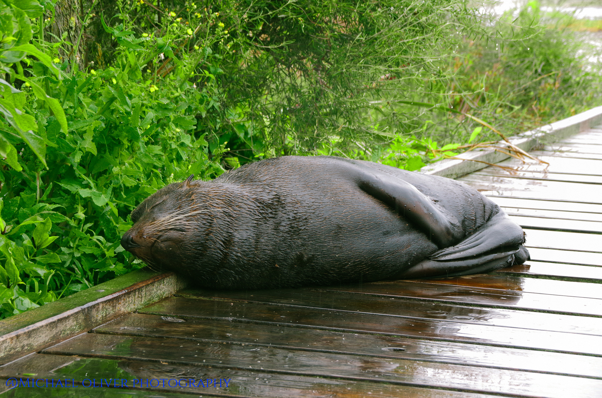 Pentax K-50 sample photo. Seal @ kaikoura seal colony photography