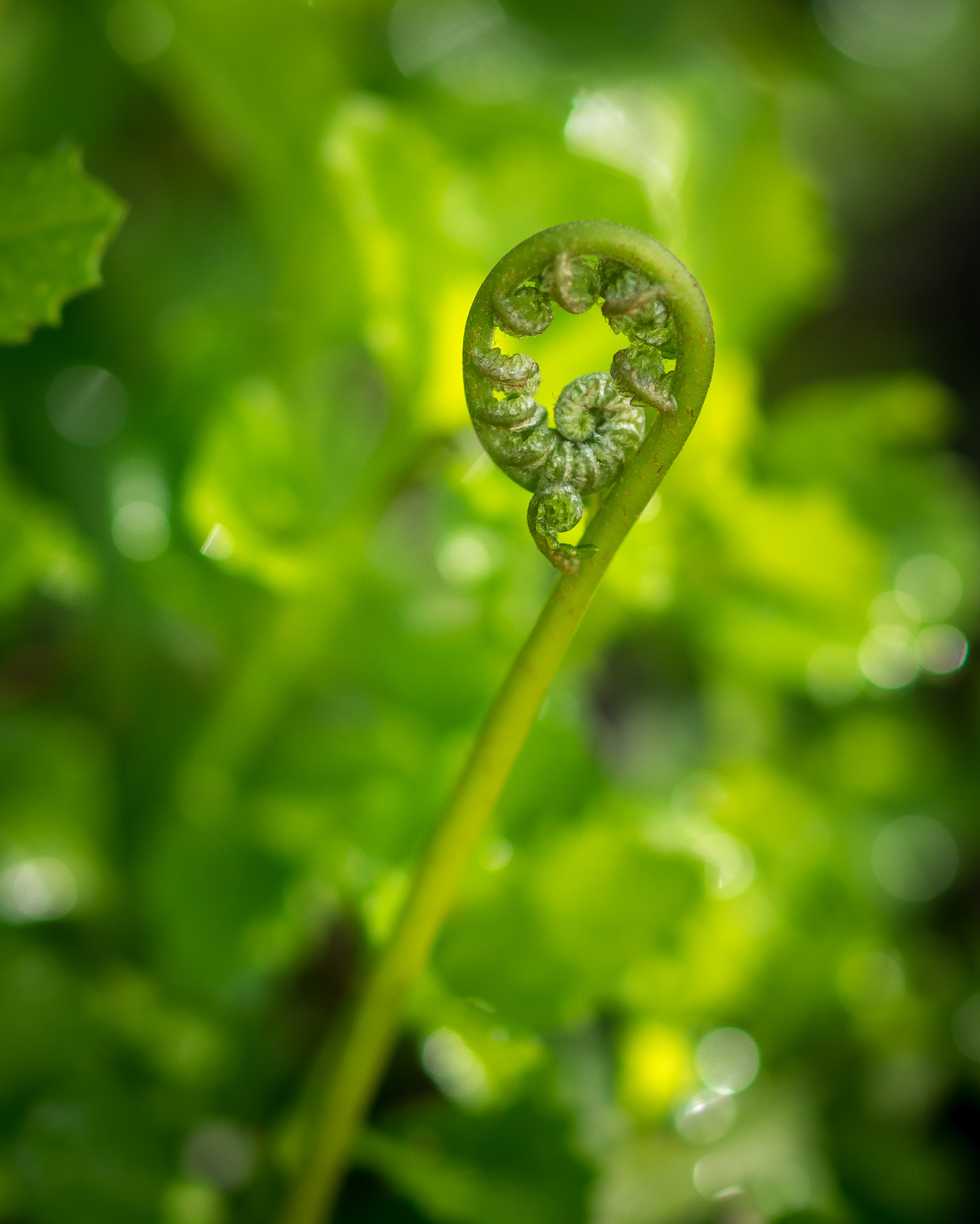 Olympus OM-D E-M1 + OLYMPUS 50mm Lens sample photo. Fern frond photography