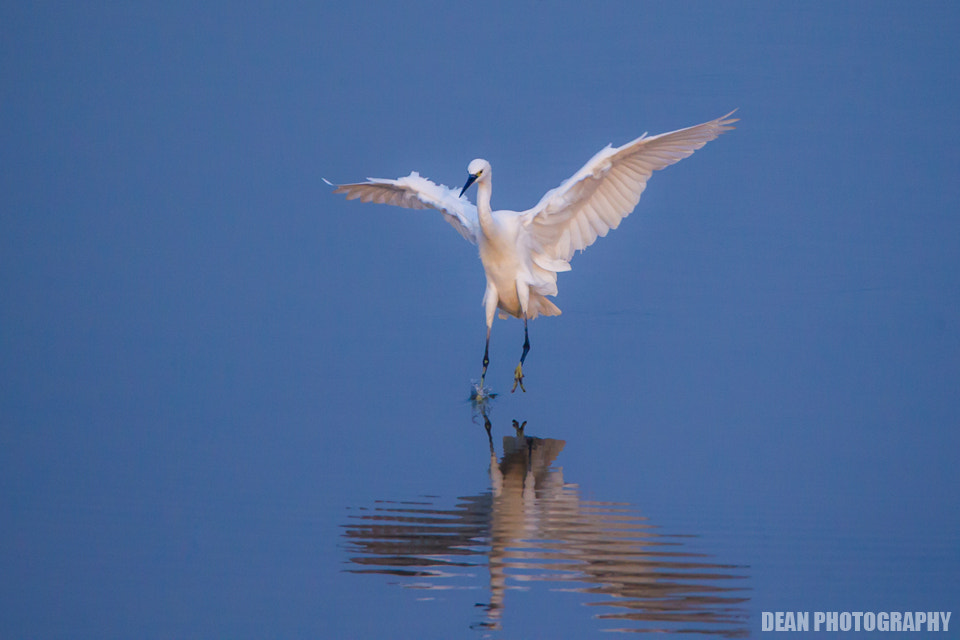 Canon EOS-1D Mark IV sample photo. I'm coming photography
