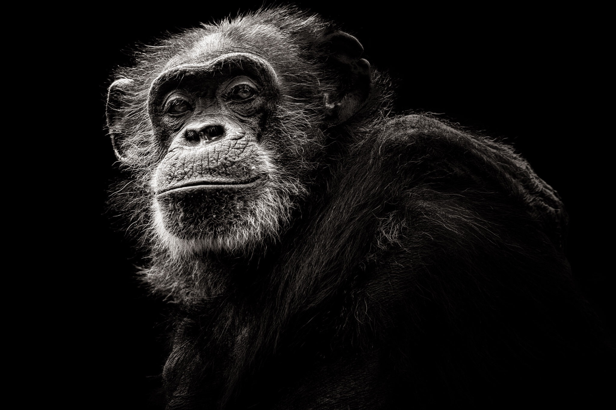 Tamron SP 150-600mm F5-6.3 Di VC USD sample photo. Chimpanzee photography