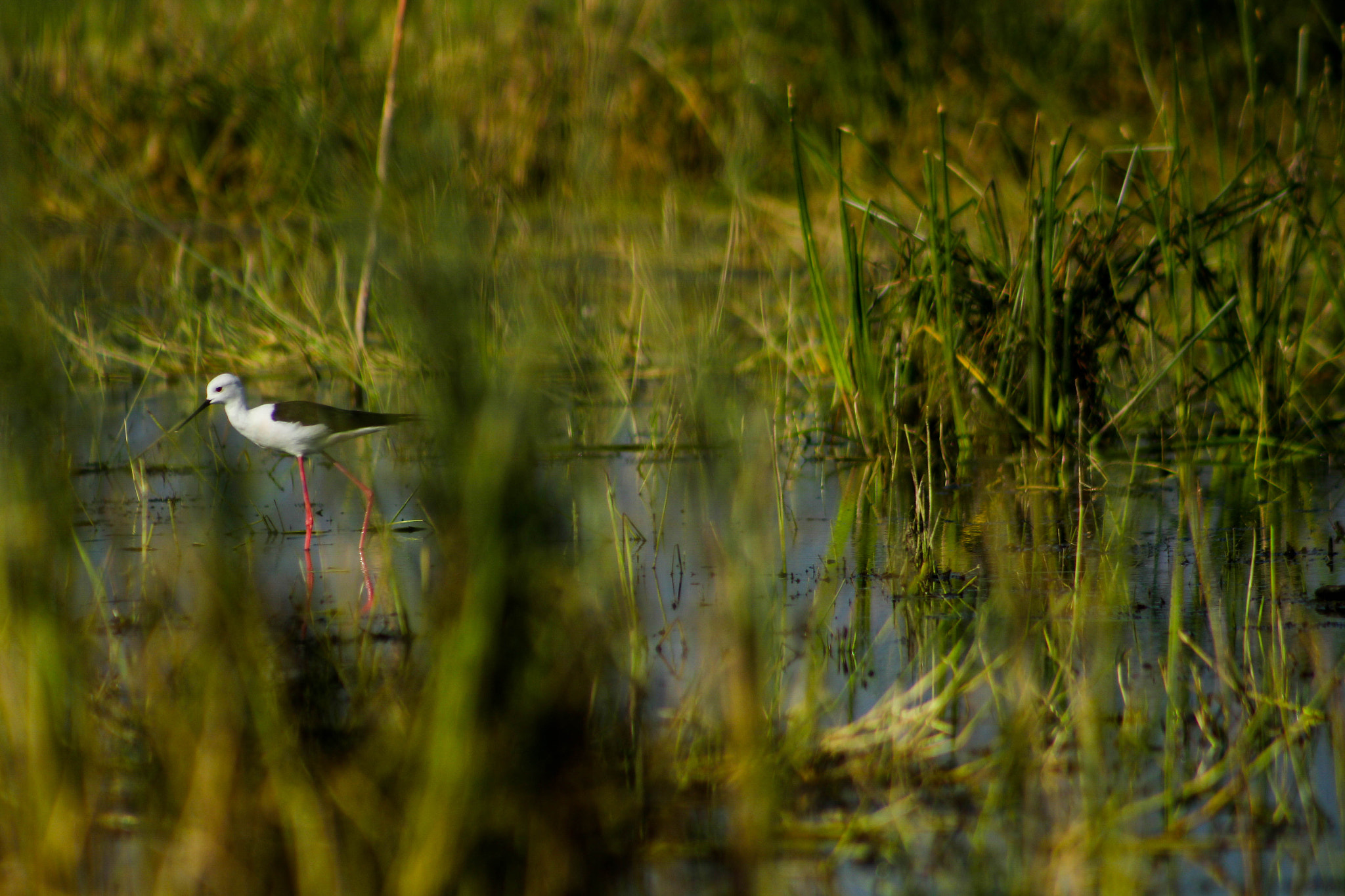 Canon EF 75-300mm f/4-5.6 USM sample photo. Black wings  photography