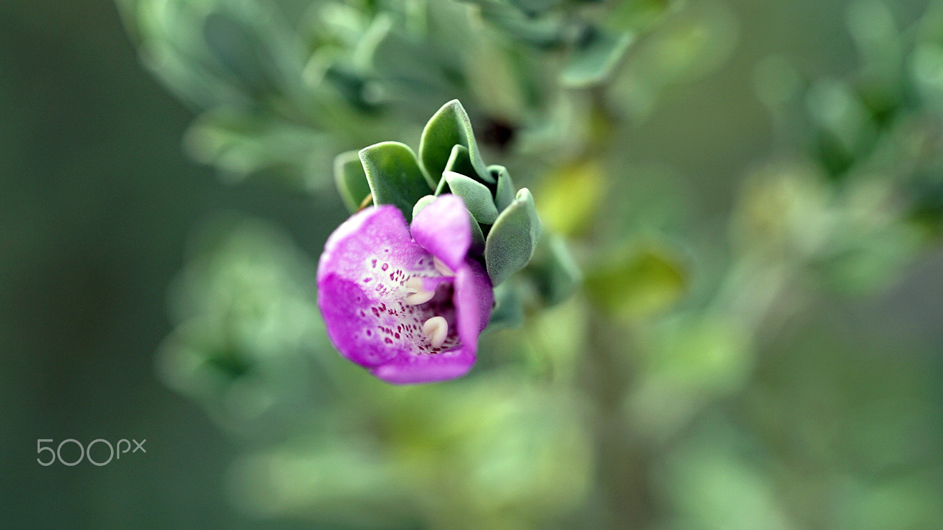 Sony a7S II + Sony FE 90mm F2.8 Macro G OSS sample photo. Smile photography