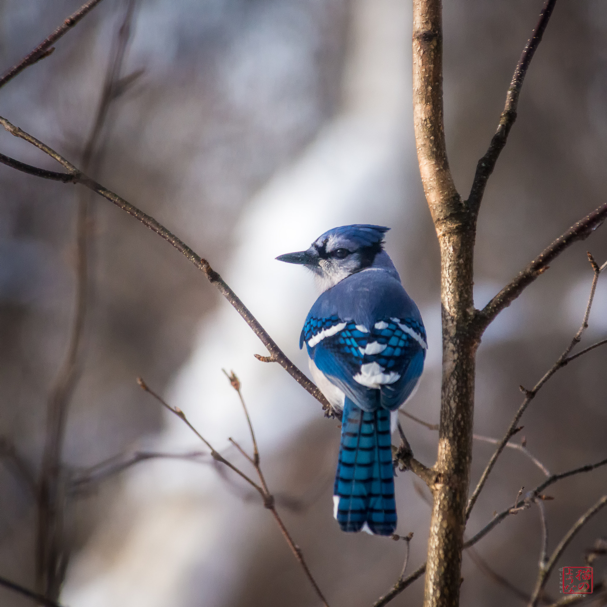 Nikon D800 sample photo. New year's jay photography