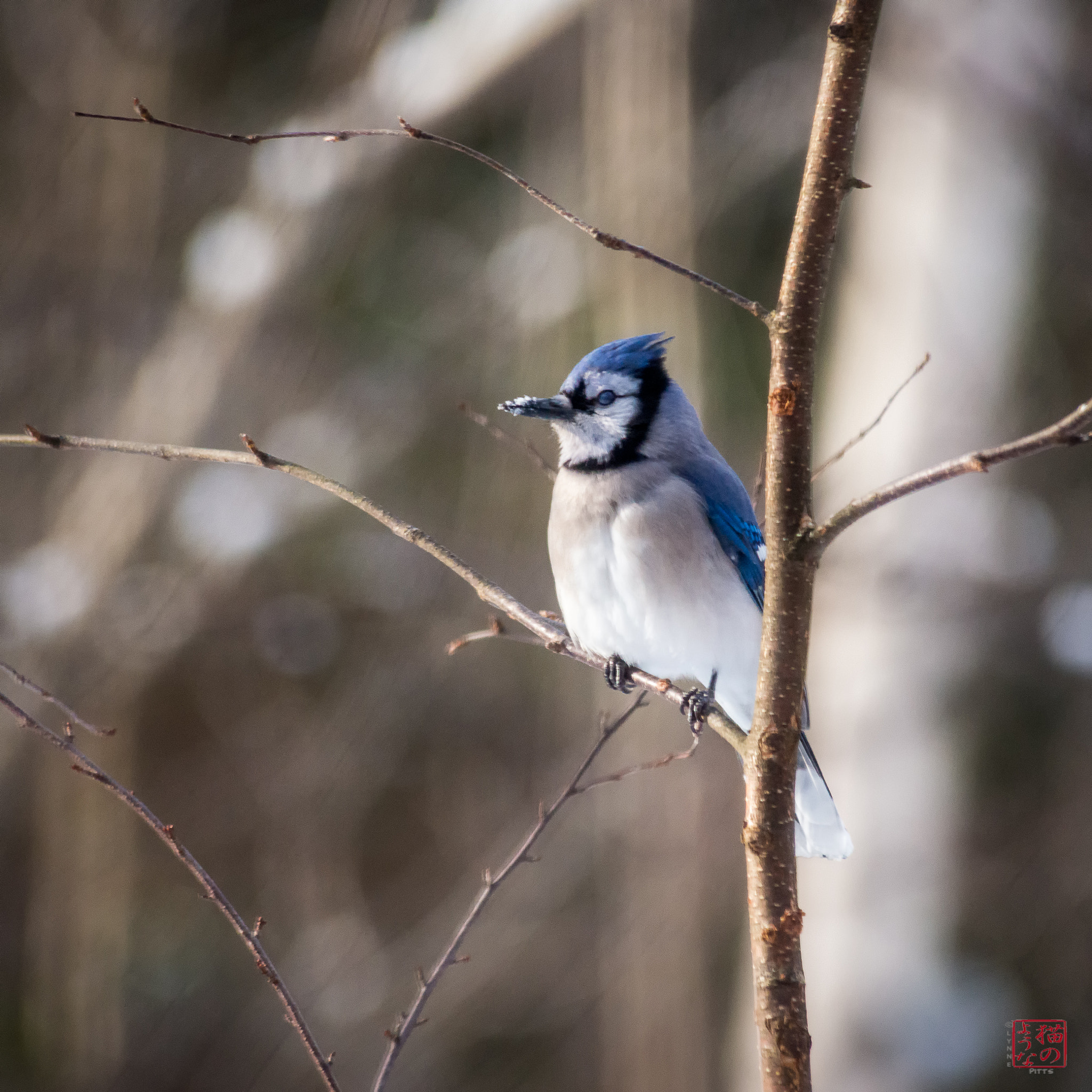 Nikon D800 sample photo. Blue-eyed bluejay photography