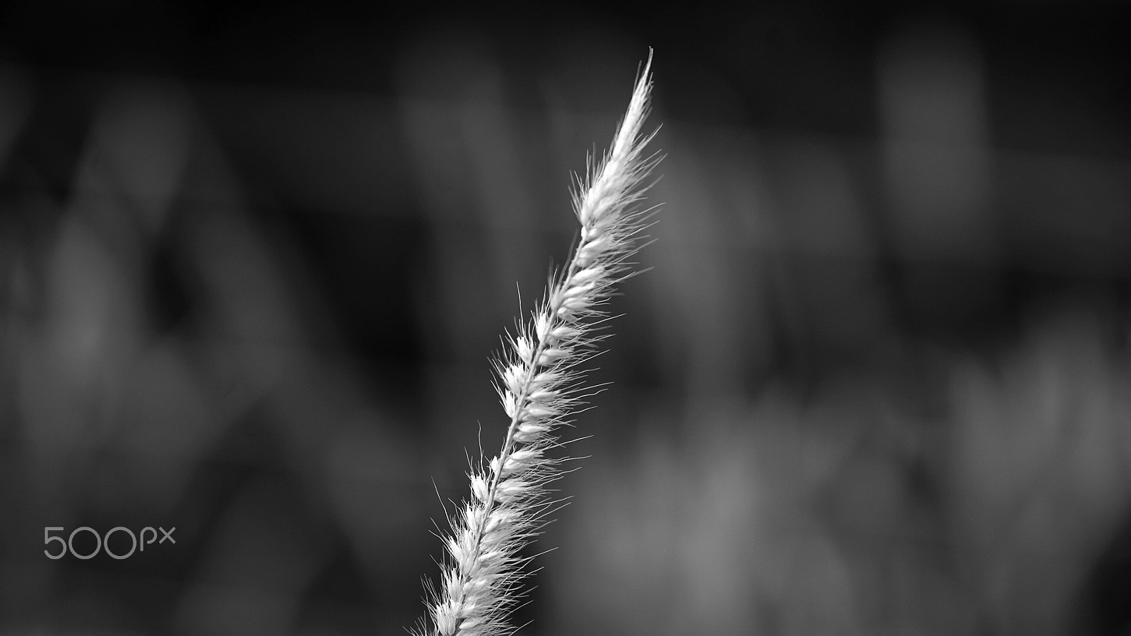 Sony a7S II + Sony FE 90mm F2.8 Macro G OSS sample photo. Windswept 0102 photography