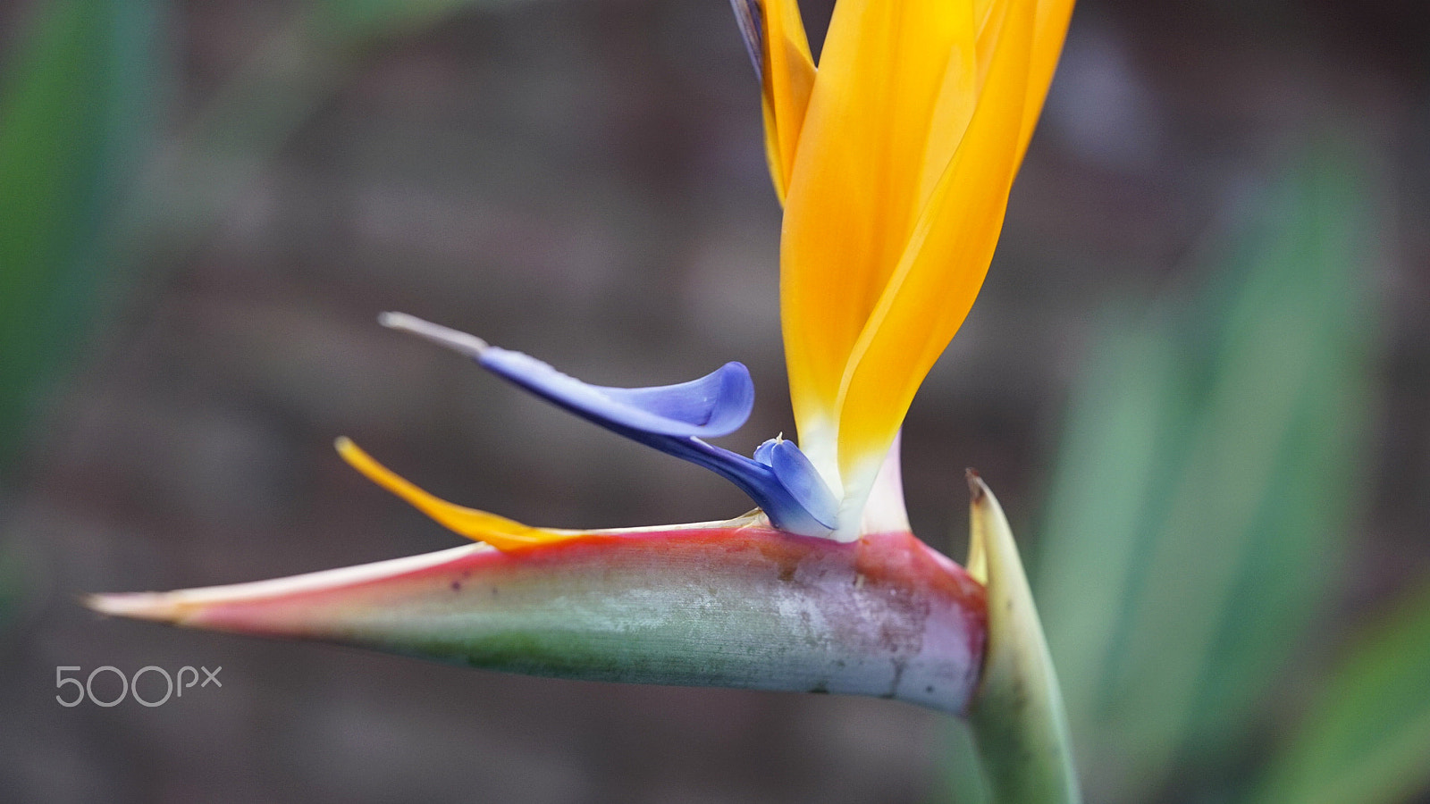 Sony a7S II + Sony FE 90mm F2.8 Macro G OSS sample photo. Bushy tailed photography