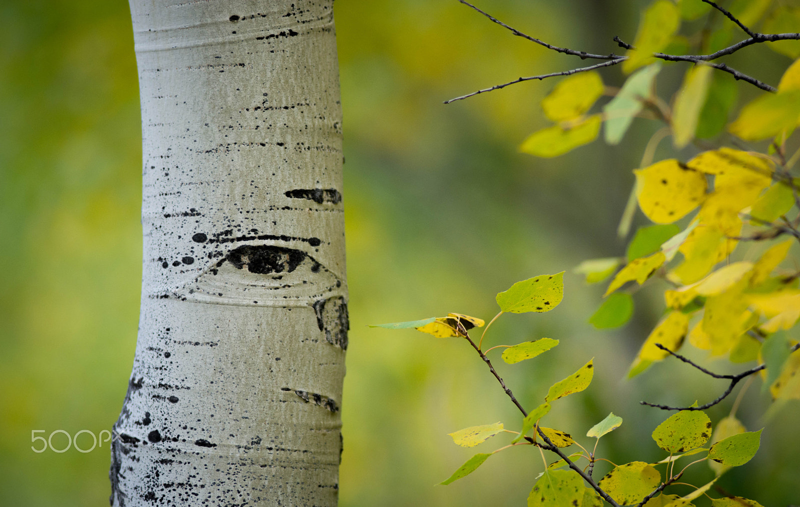 Nikon AF-Nikkor 80-200mm F2.8D ED sample photo. Eye!! photography