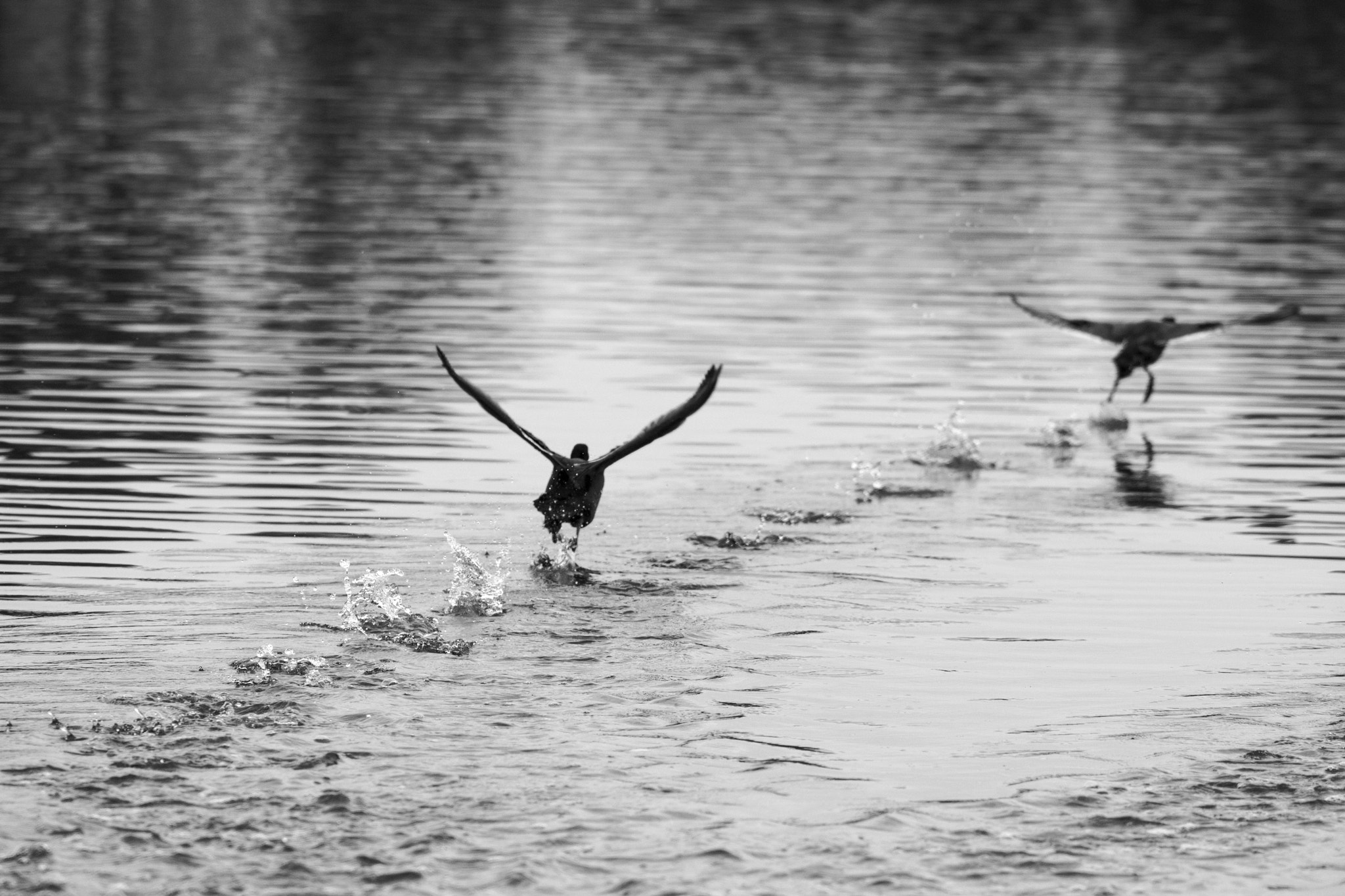 AF Nikkor 300mm f/4 IF-ED sample photo. Fly away photography