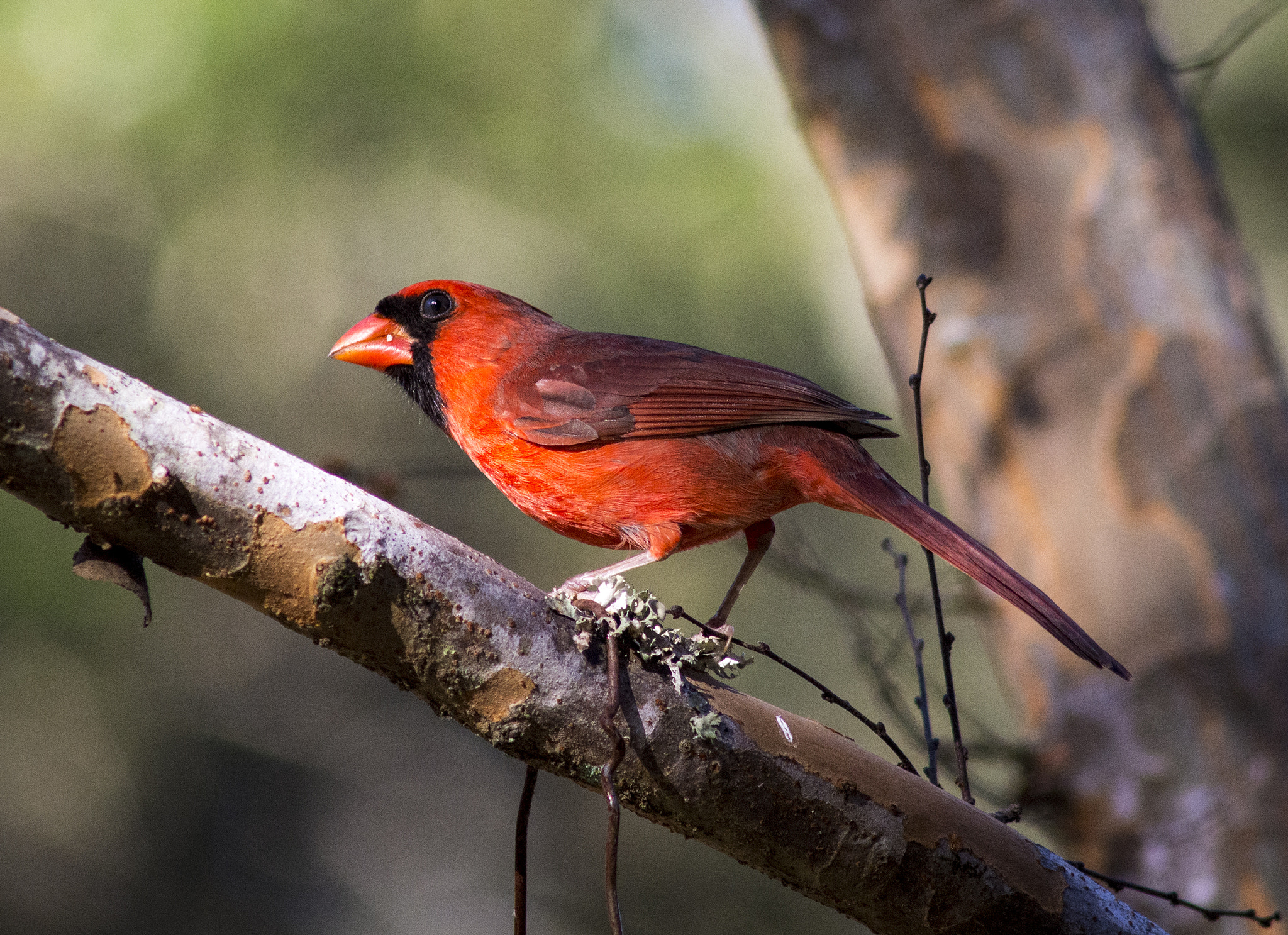 AF Nikkor 300mm f/4 IF-ED sample photo. Crouching cardinalis cardinalis photography
