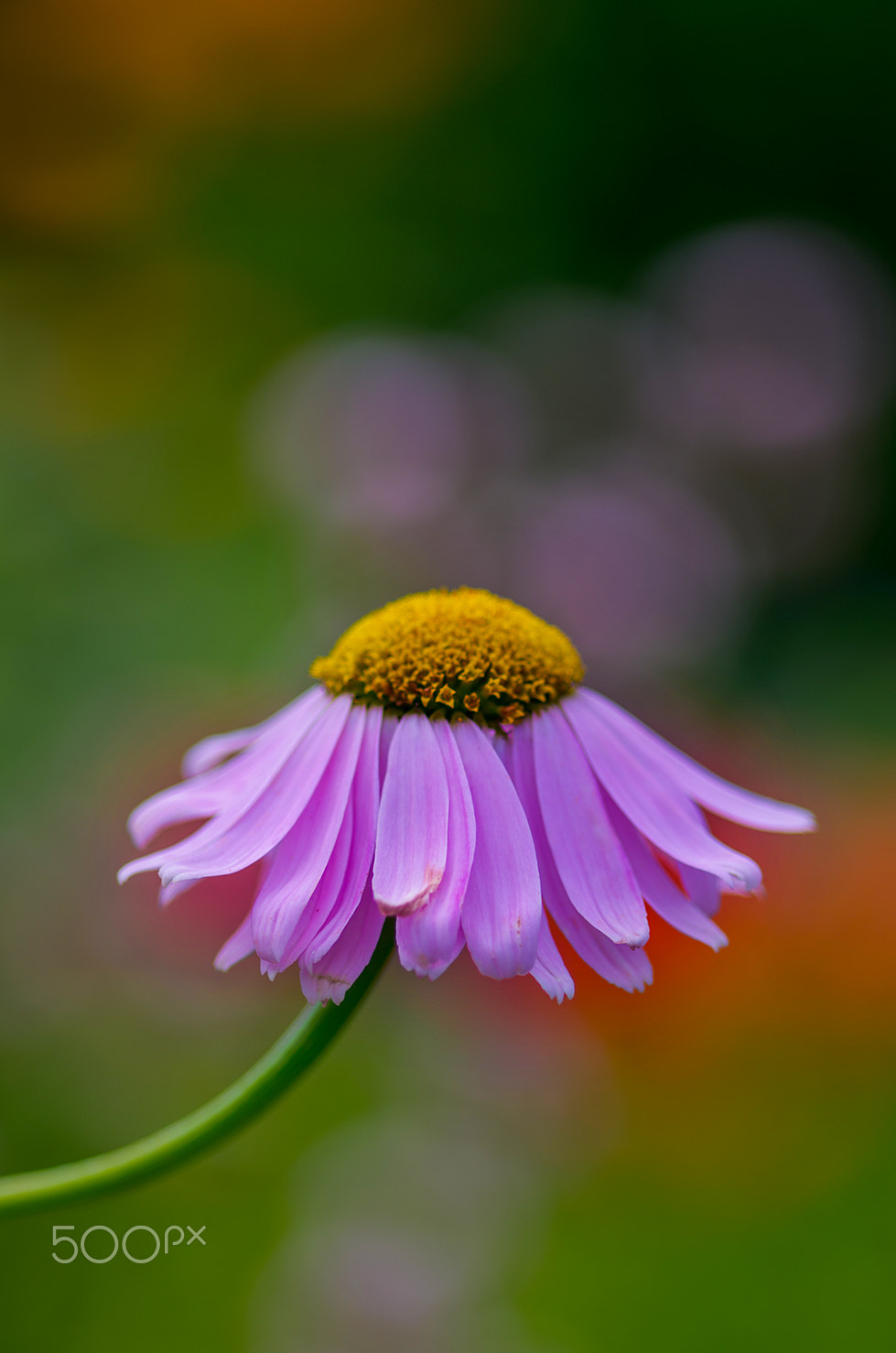 Pentax K-5 sample photo. Autumn photography