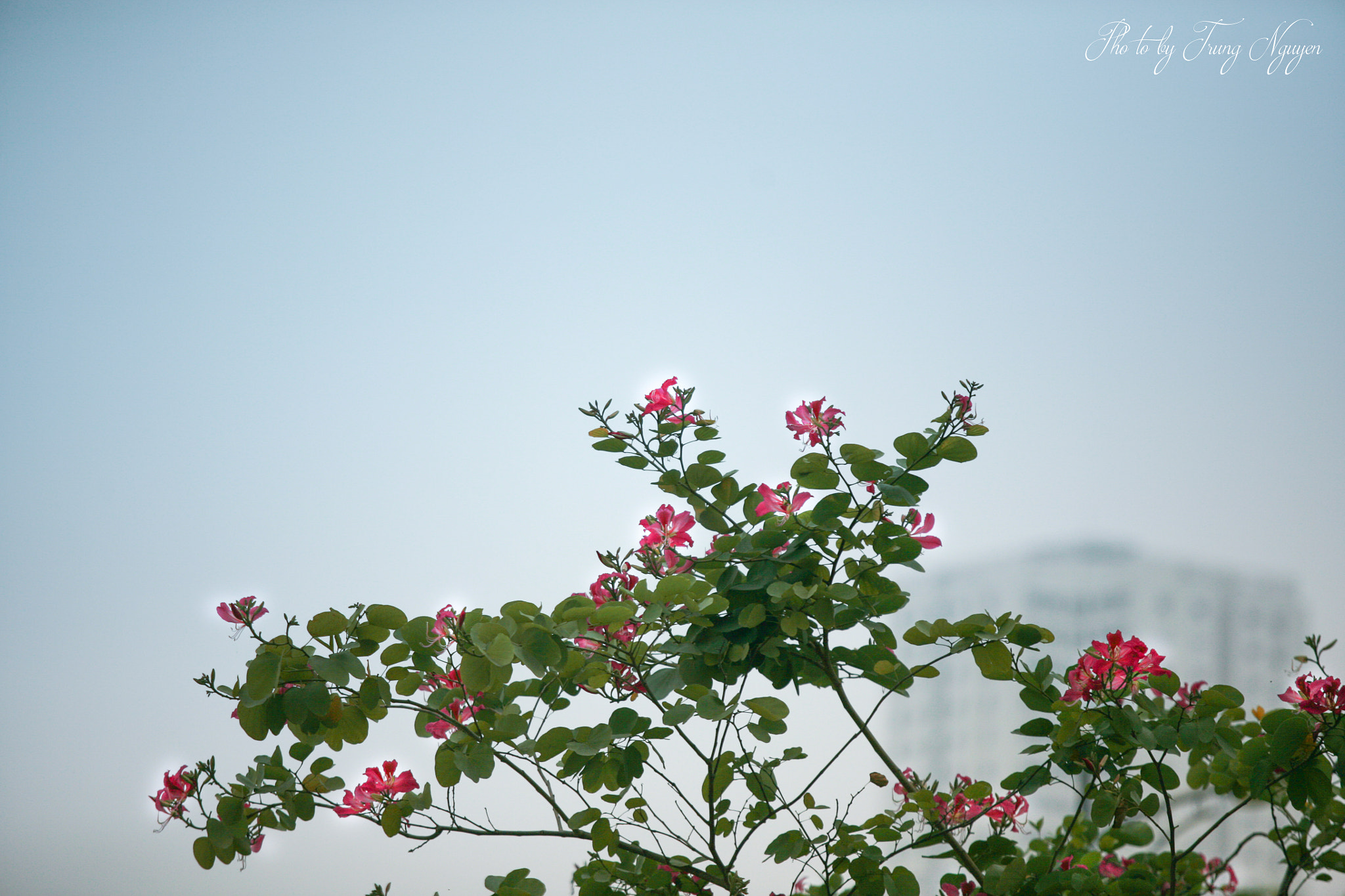Canon EF 70-200mm F2.8L USM sample photo. Bauhinia variegata photography