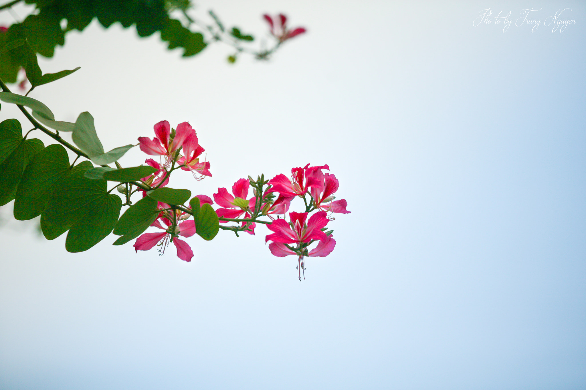 Canon EF 70-200mm F2.8L USM sample photo. Bauhinia variegata photography