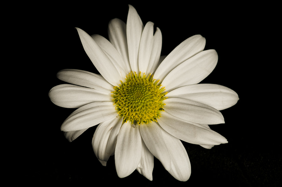 Nikon AF-S Micro-Nikkor 105mm F2.8G IF-ED VR sample photo. Daisy... photography