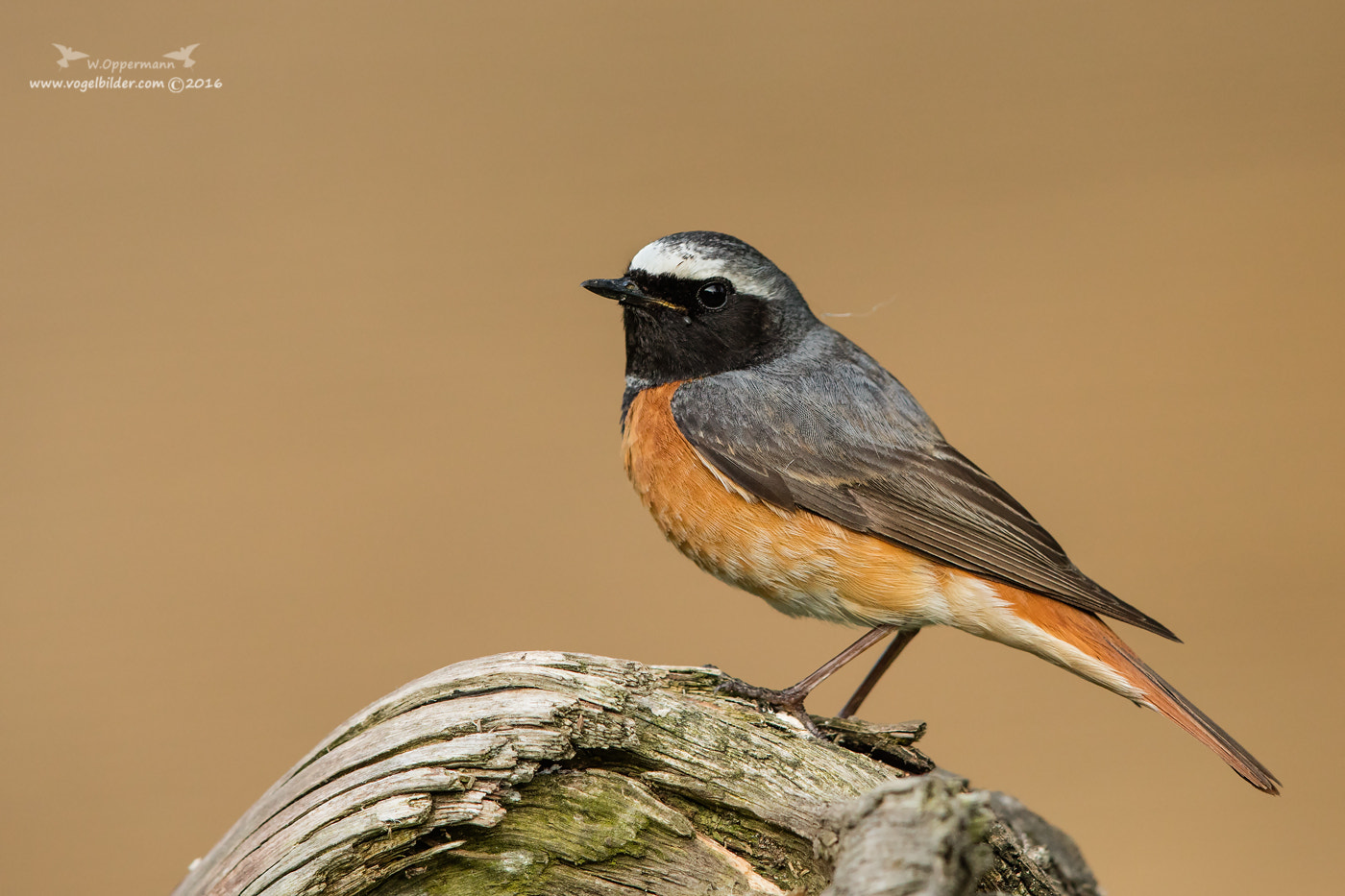 Canon EF 600mm F4L IS II USM sample photo. Gartenrotschwanz / common redstart photography