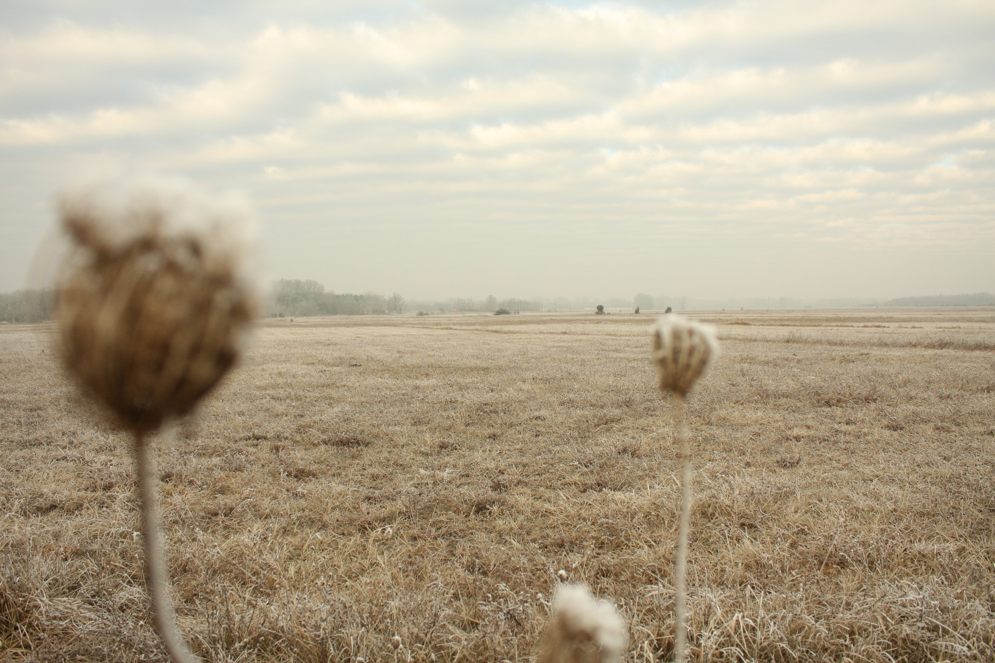 Canon EOS 40D sample photo. Lowland winter photography