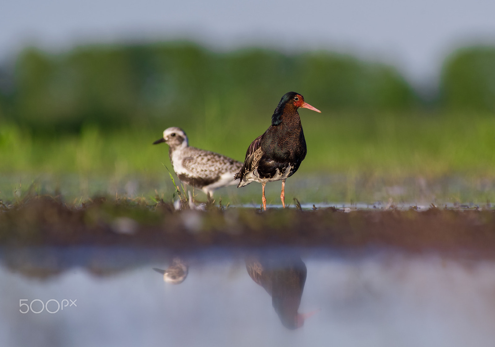 Pentax smc DA* 300mm F4.0 ED (IF) SDM sample photo. Two rare birds with one click photography