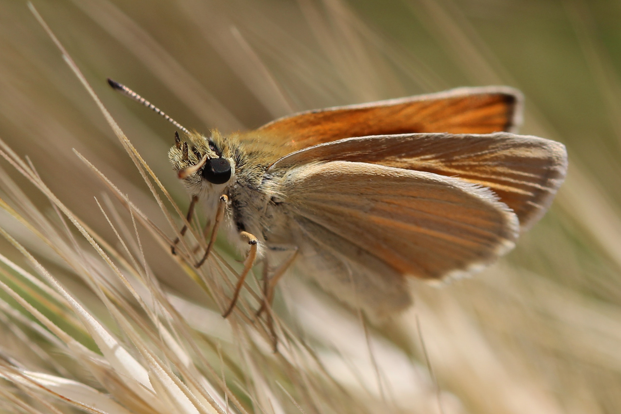 Canon EOS 600D (Rebel EOS T3i / EOS Kiss X5) + Canon EF 100mm F2.8 Macro USM sample photo. Skipper butterfly photography