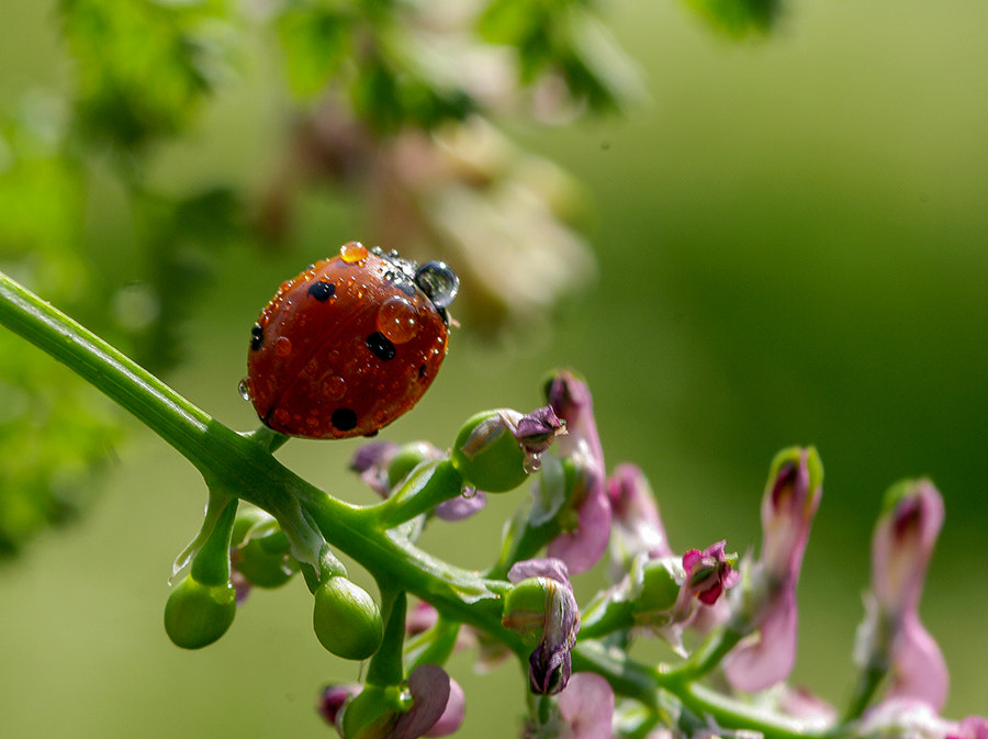 Pentax K20D sample photo. Ladybug photography