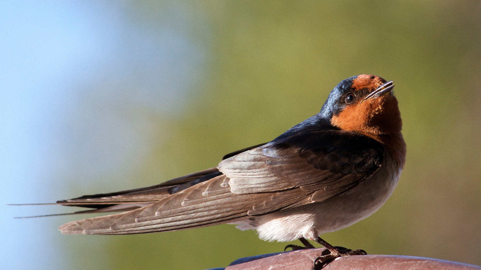 Canon EF-S 55-250mm F4-5.6 IS sample photo. Swallow photography