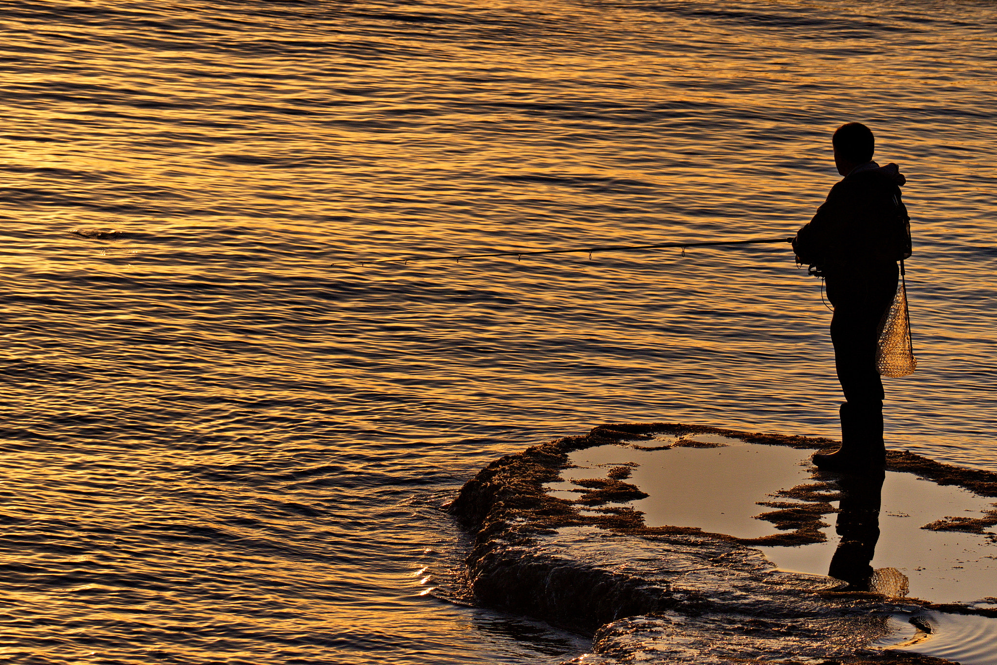 Sigma 150-600mm F5-6.3 DG OS HSM | S sample photo. On golden pond photography