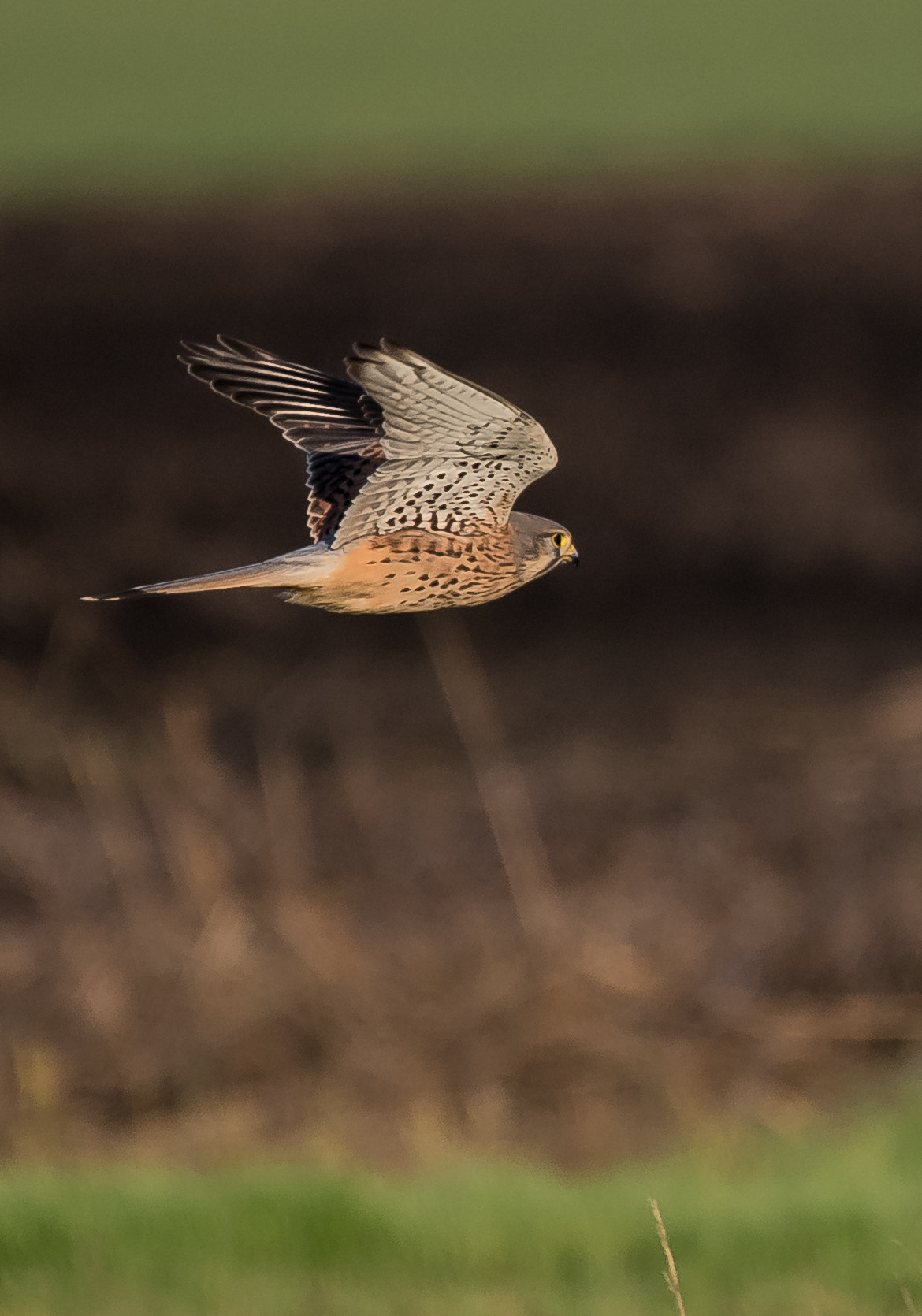 Nikon AF-S Nikkor 200-500mm F5.6E ED VR sample photo. Falco tinnuculus photography