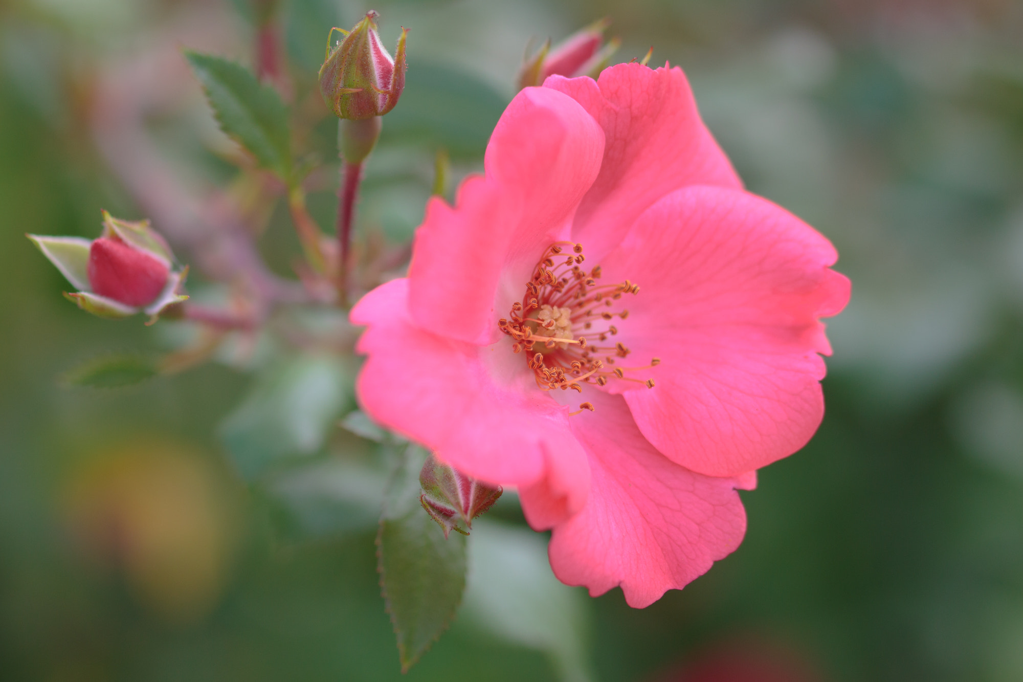 Sigma 105mm F2.8 EX DG OS HSM sample photo. Nature photography