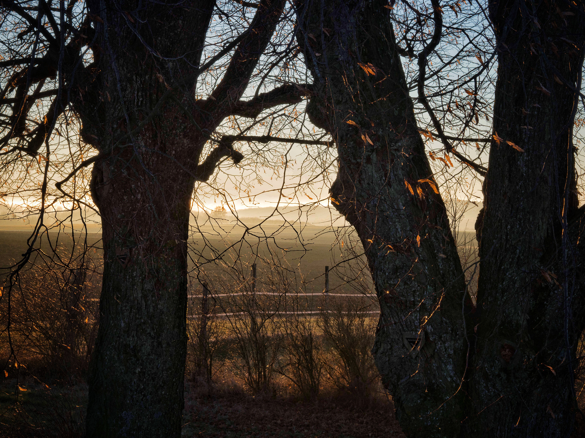 Olympus OM-D E-M1 Mark II + Olympus M.Zuiko Digital 45mm F1.8 sample photo. Trees in evening mood photography