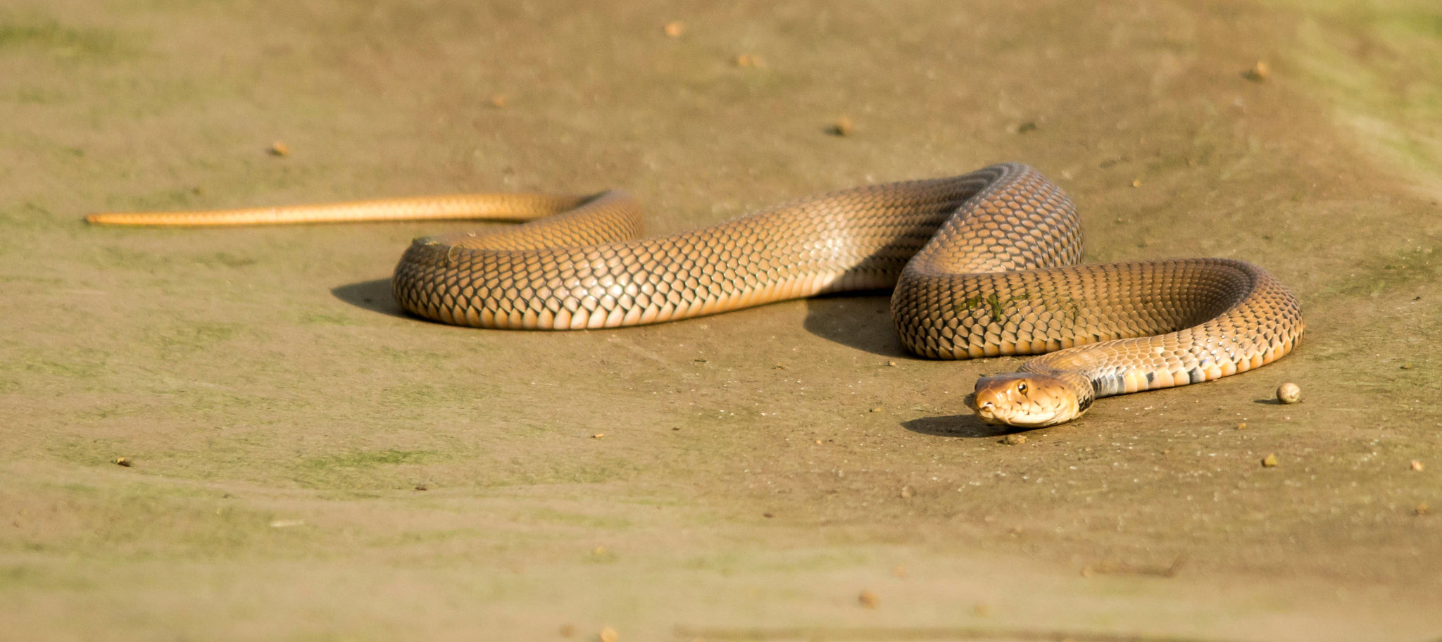 Sigma 150-500mm F5-6.3 DG OS HSM sample photo. Mozambique spitting cobra photography