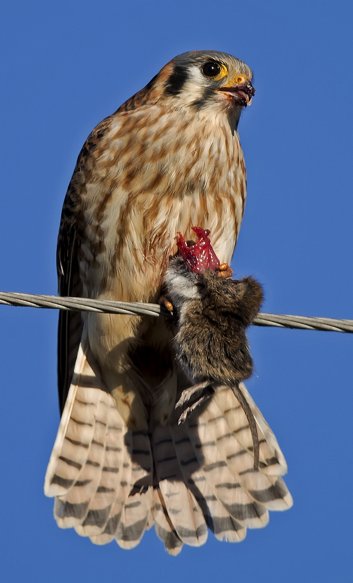 Canon EF 600mm F4L IS II USM sample photo. American kestrel photography